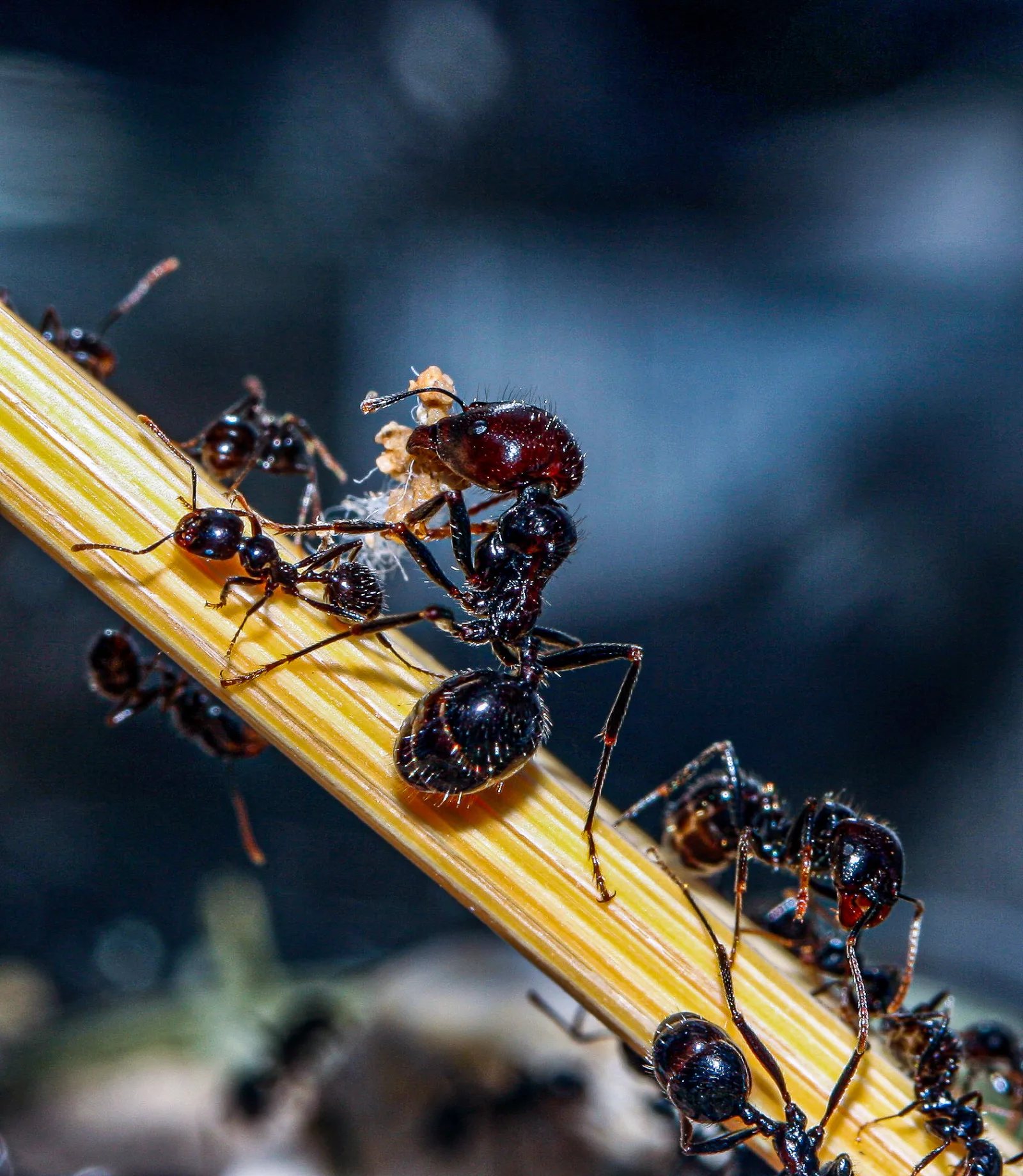 Ernteameise (Messor barbarus)