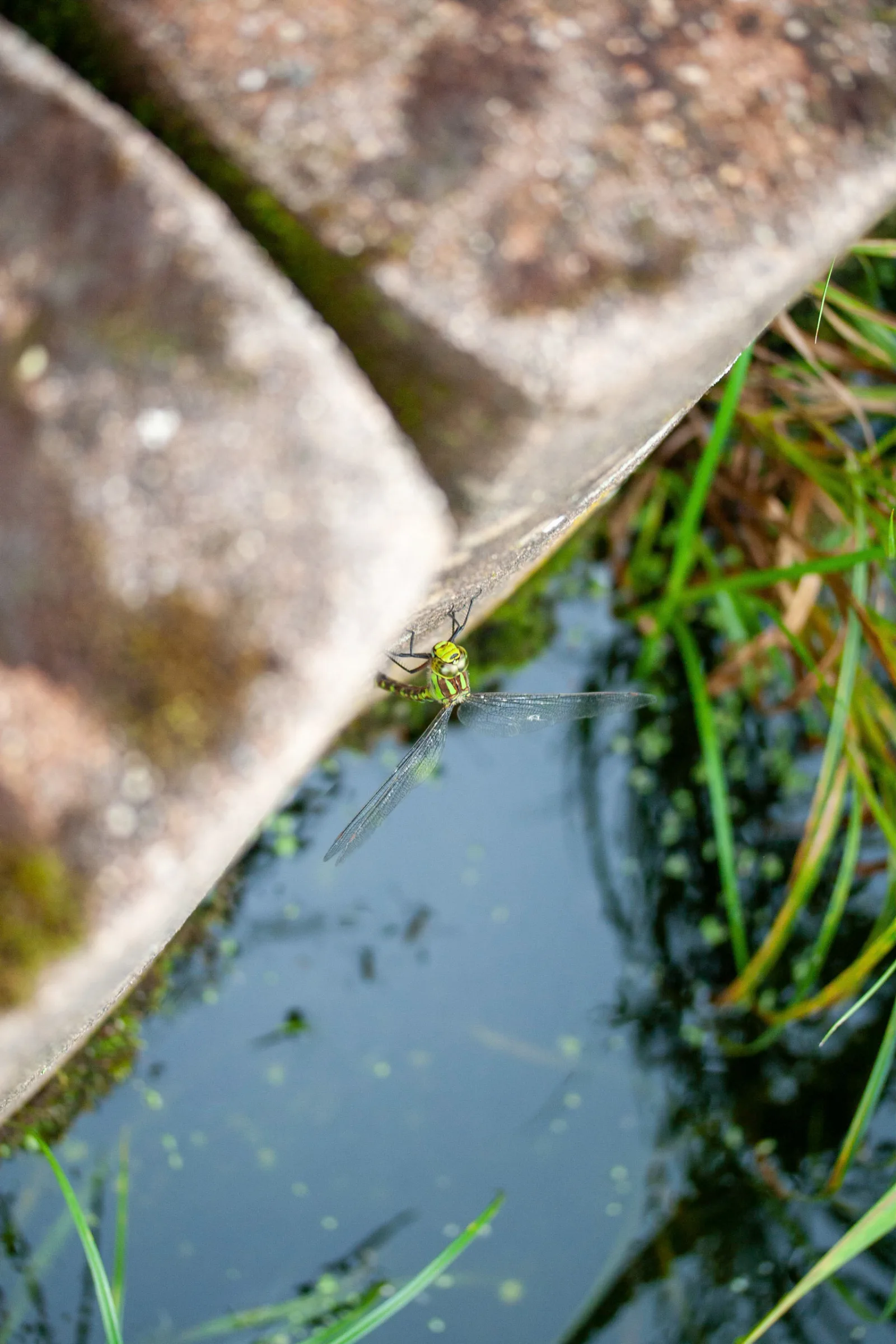 Edellibelle (Aeshnidae)