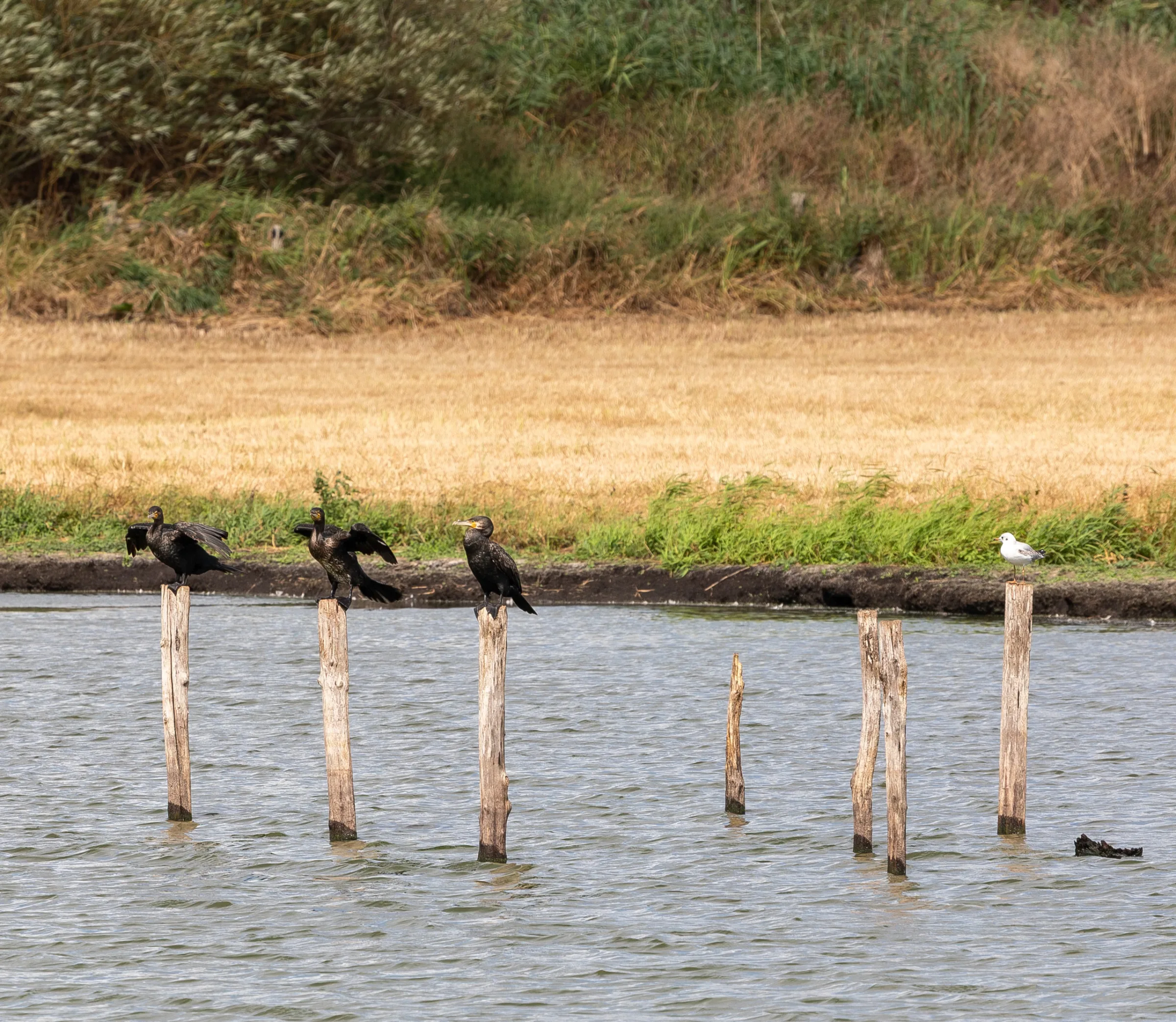 Kormoran (Phalacrocorax carbo)