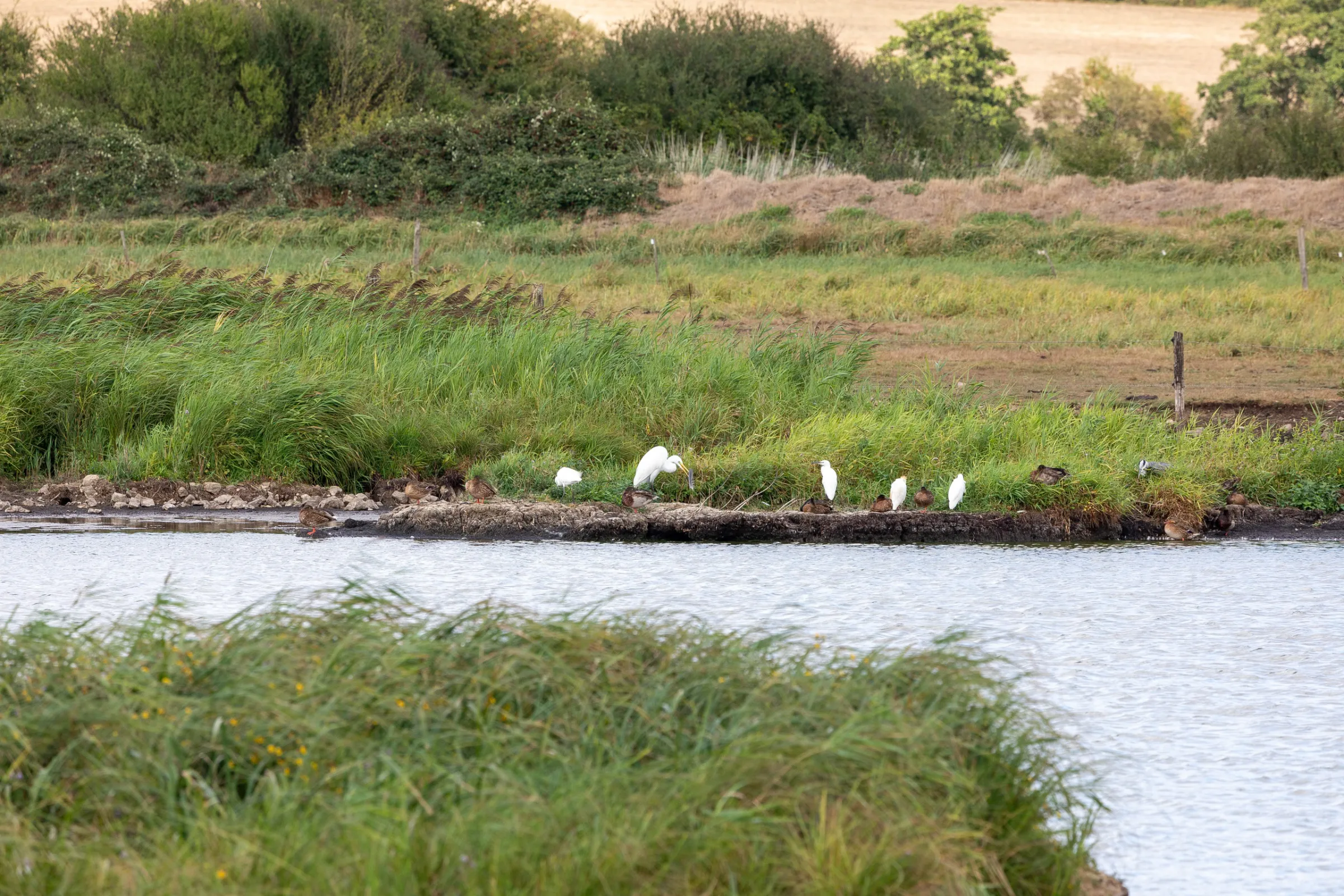 Silberreiher (Ardea alba)