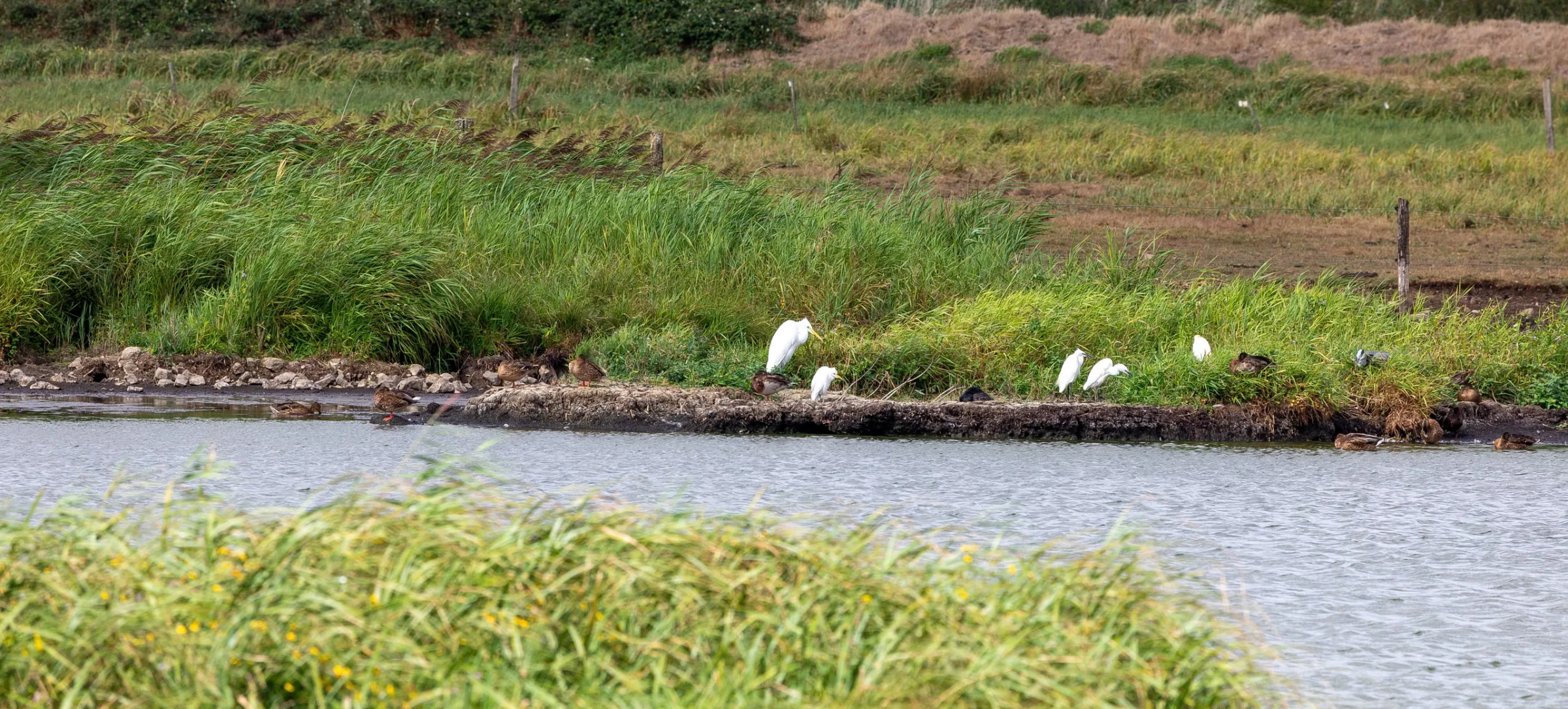 Silberreiher (Ardea alba)