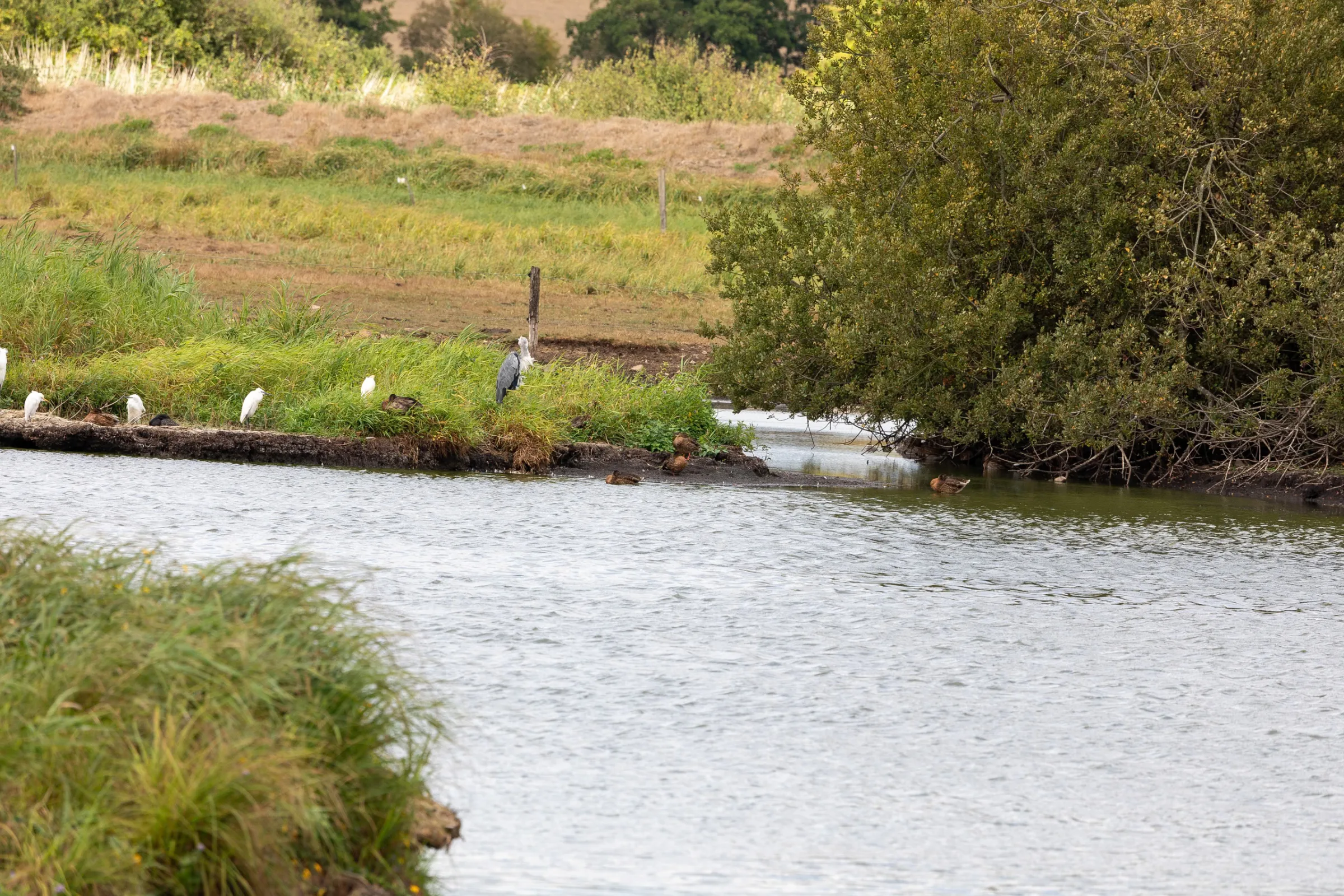 Graureiher (Ardea cinerea)
