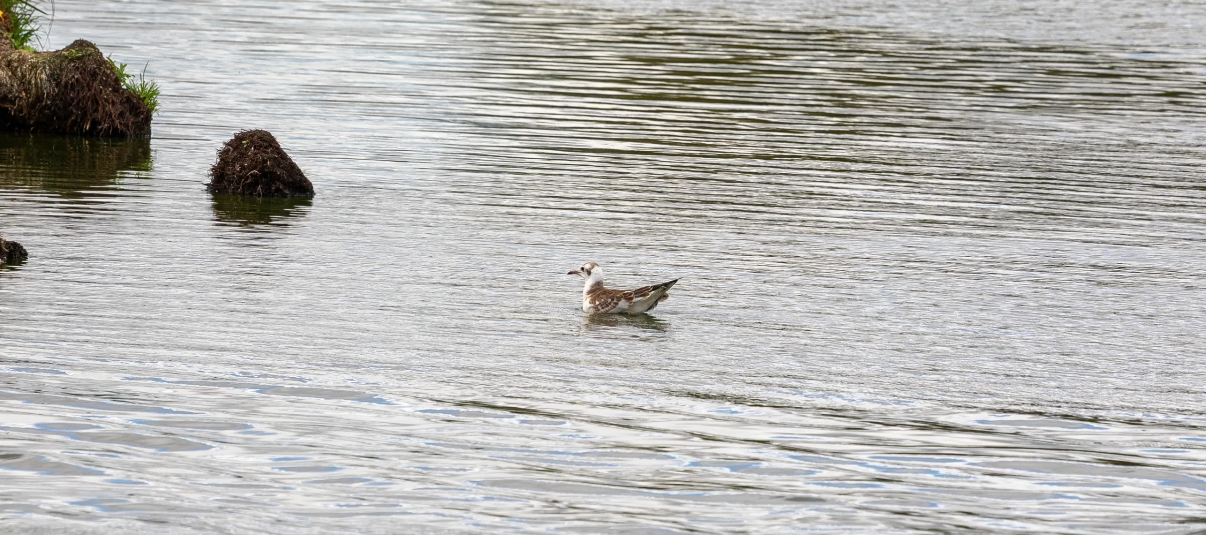 Lachmöwe (Chroicocephalus ridibundus)