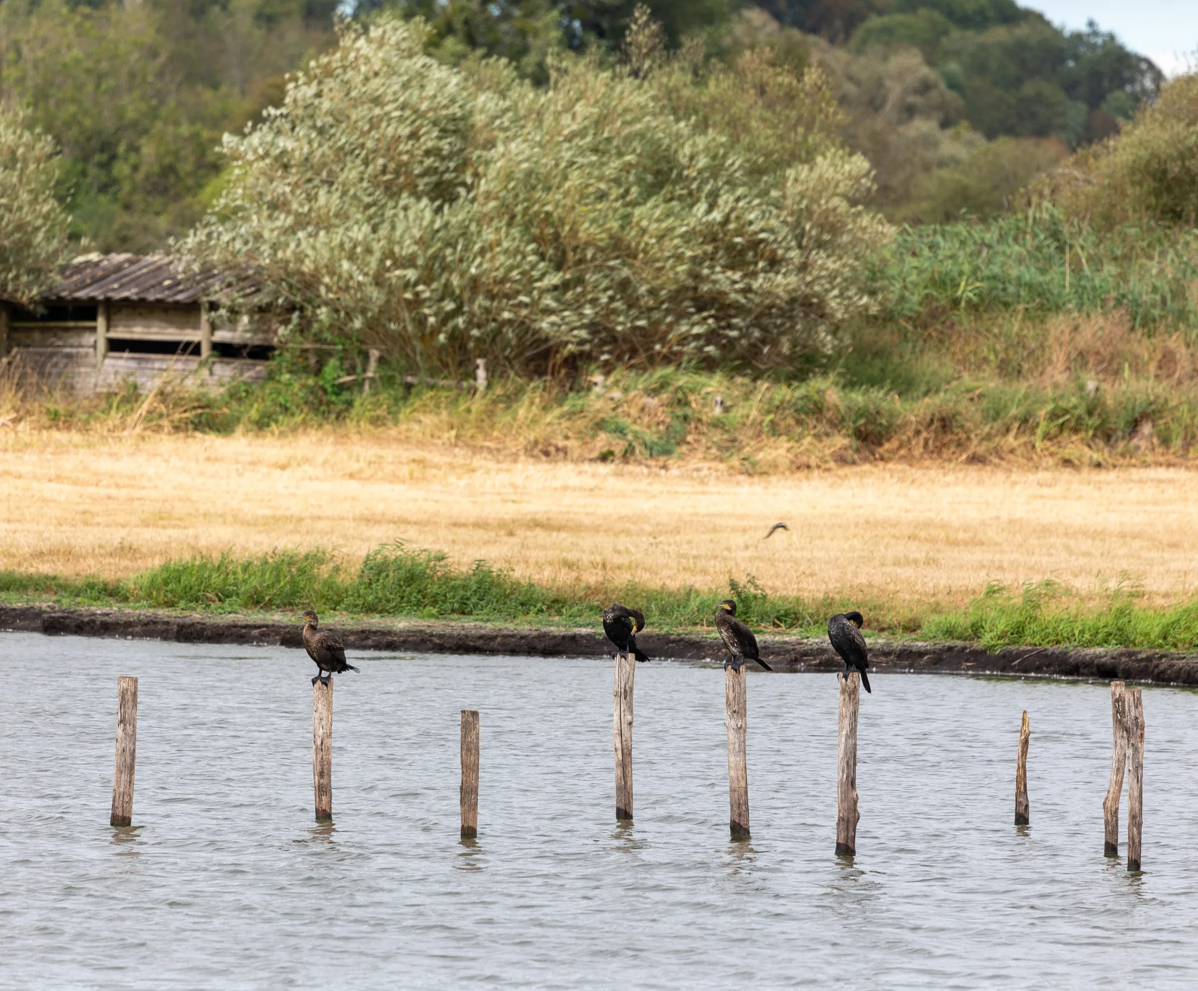 Kormoran (Phalacrocorax carbo)