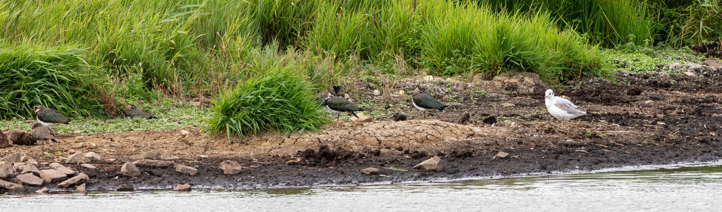 Kiebitz (Vanellus vanellus)