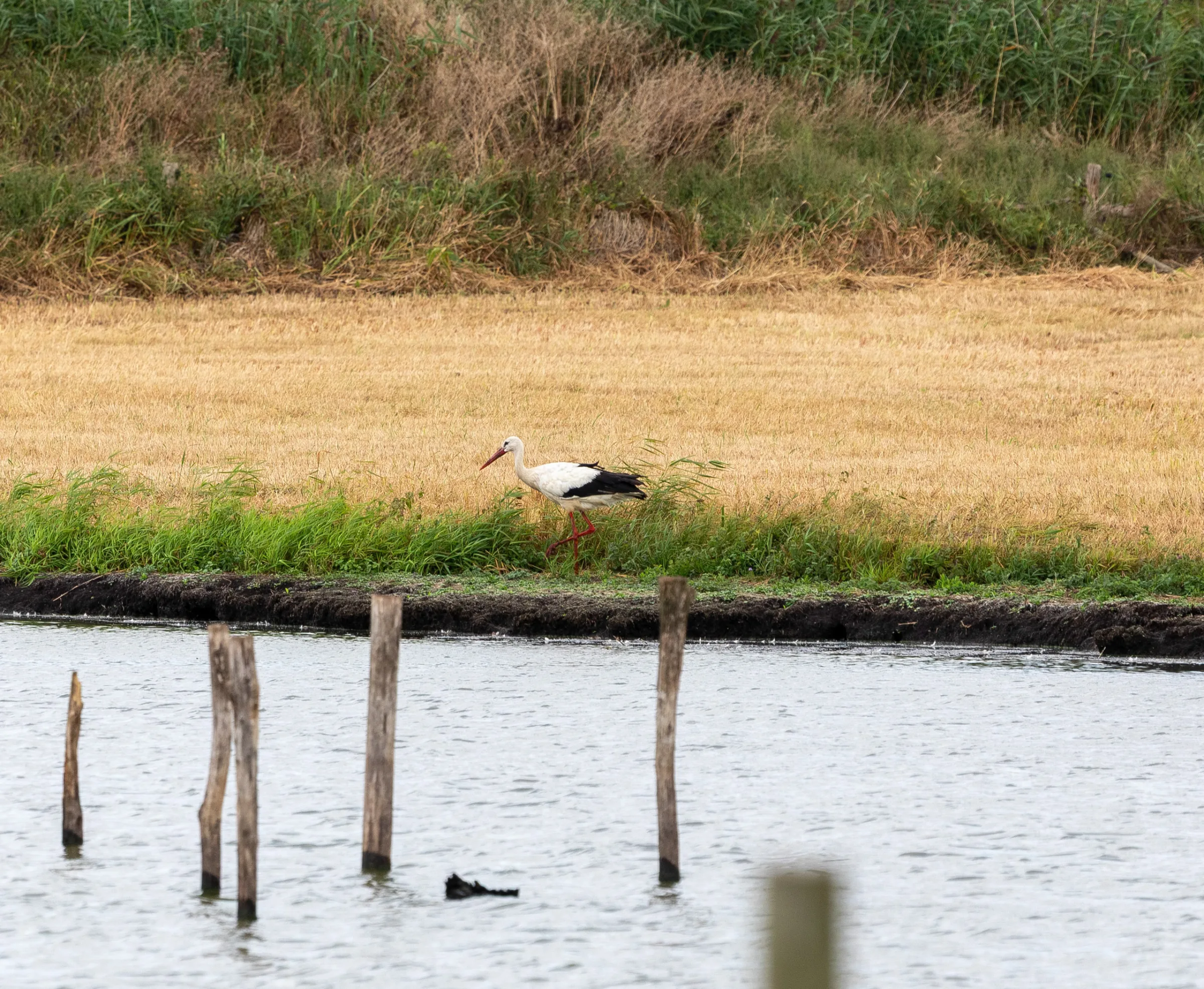 Weißstorch (Ciconia ciconia)