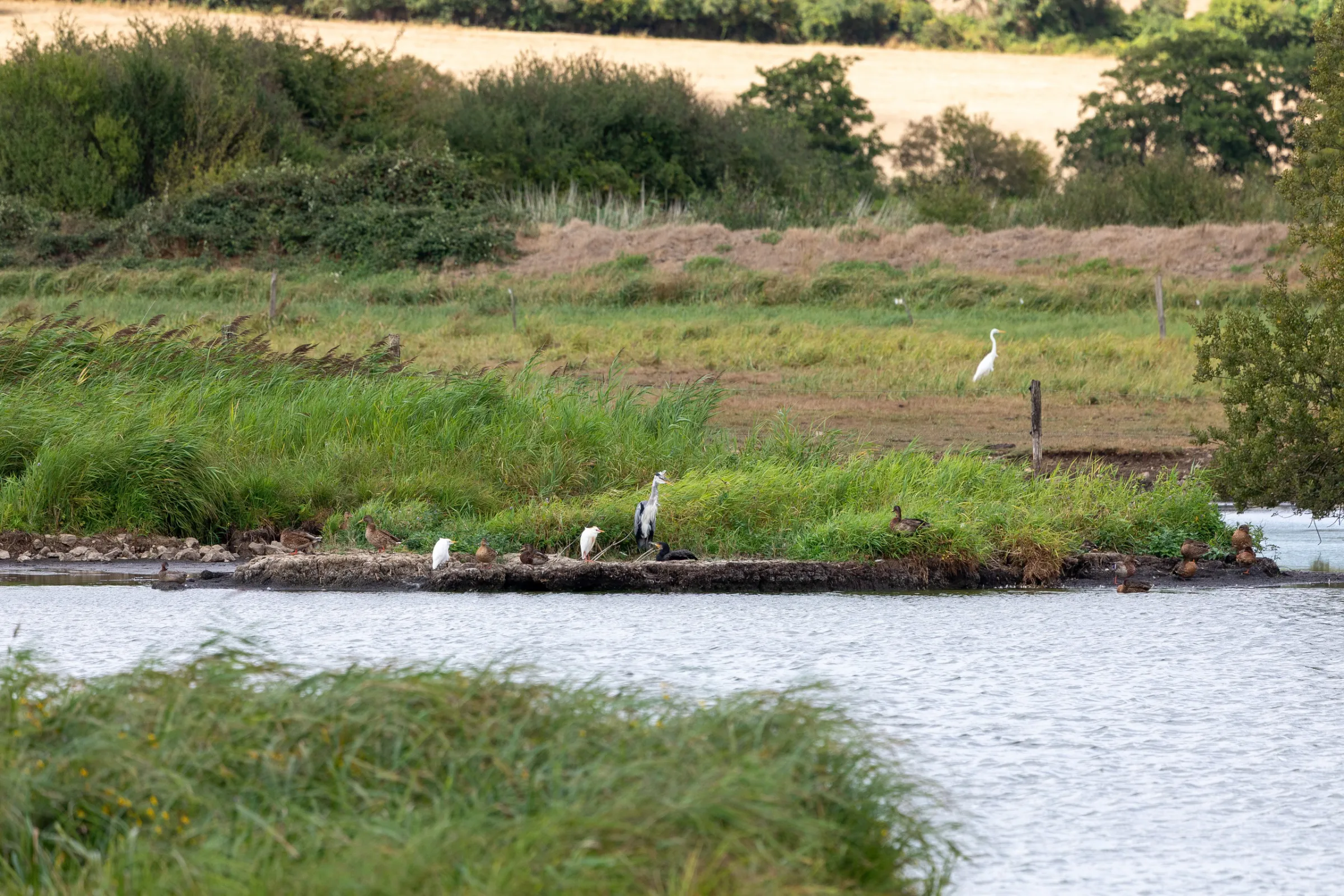 Graureiher (Ardea cinerea)
