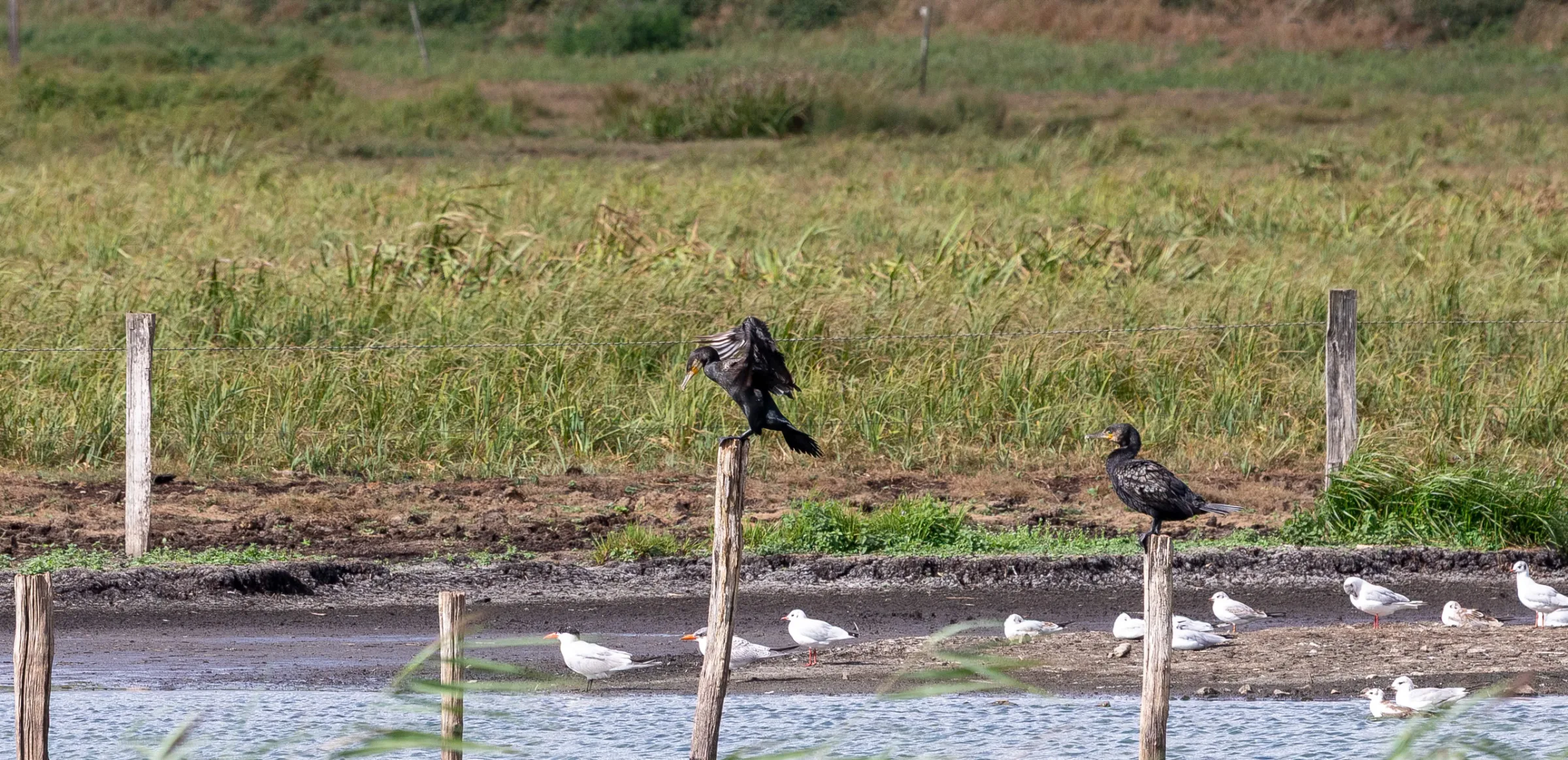 Kormoran (Phalacrocorax carbo)