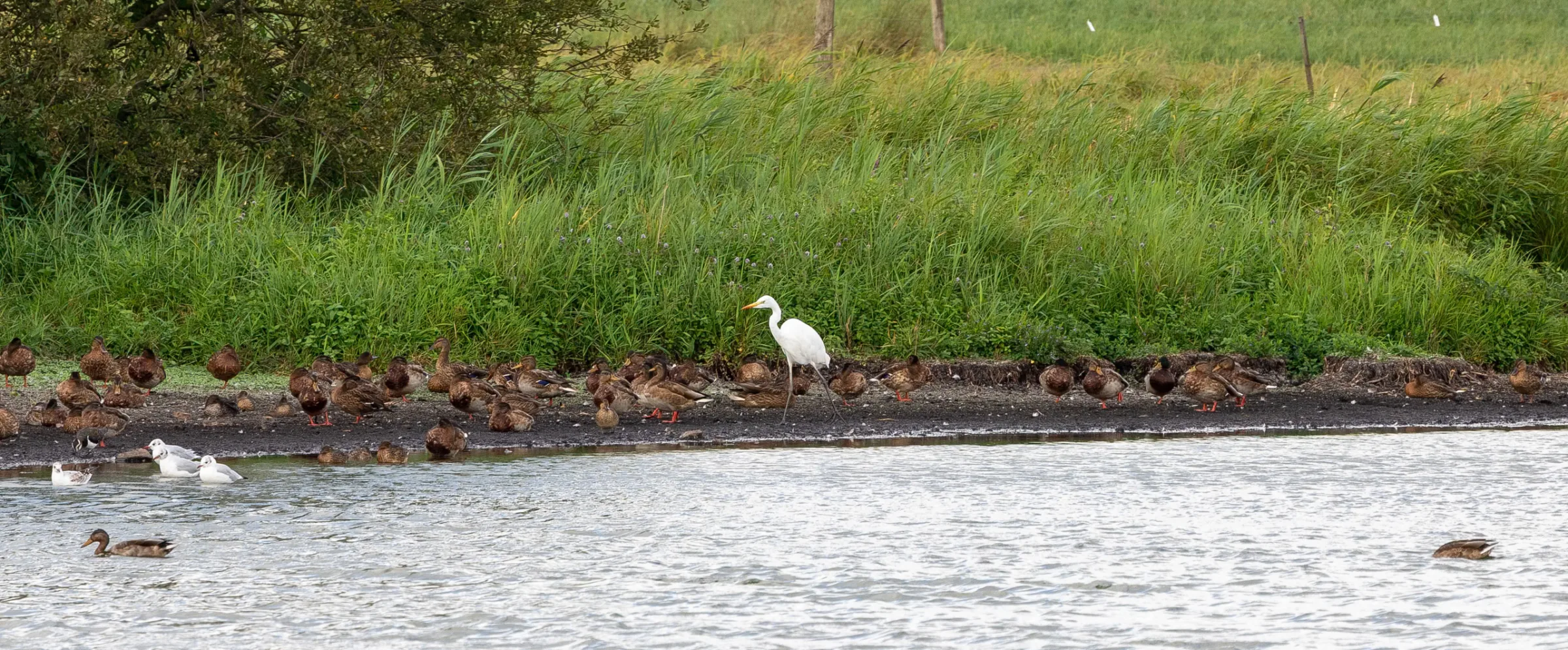 Silberreiher (Ardea alba)