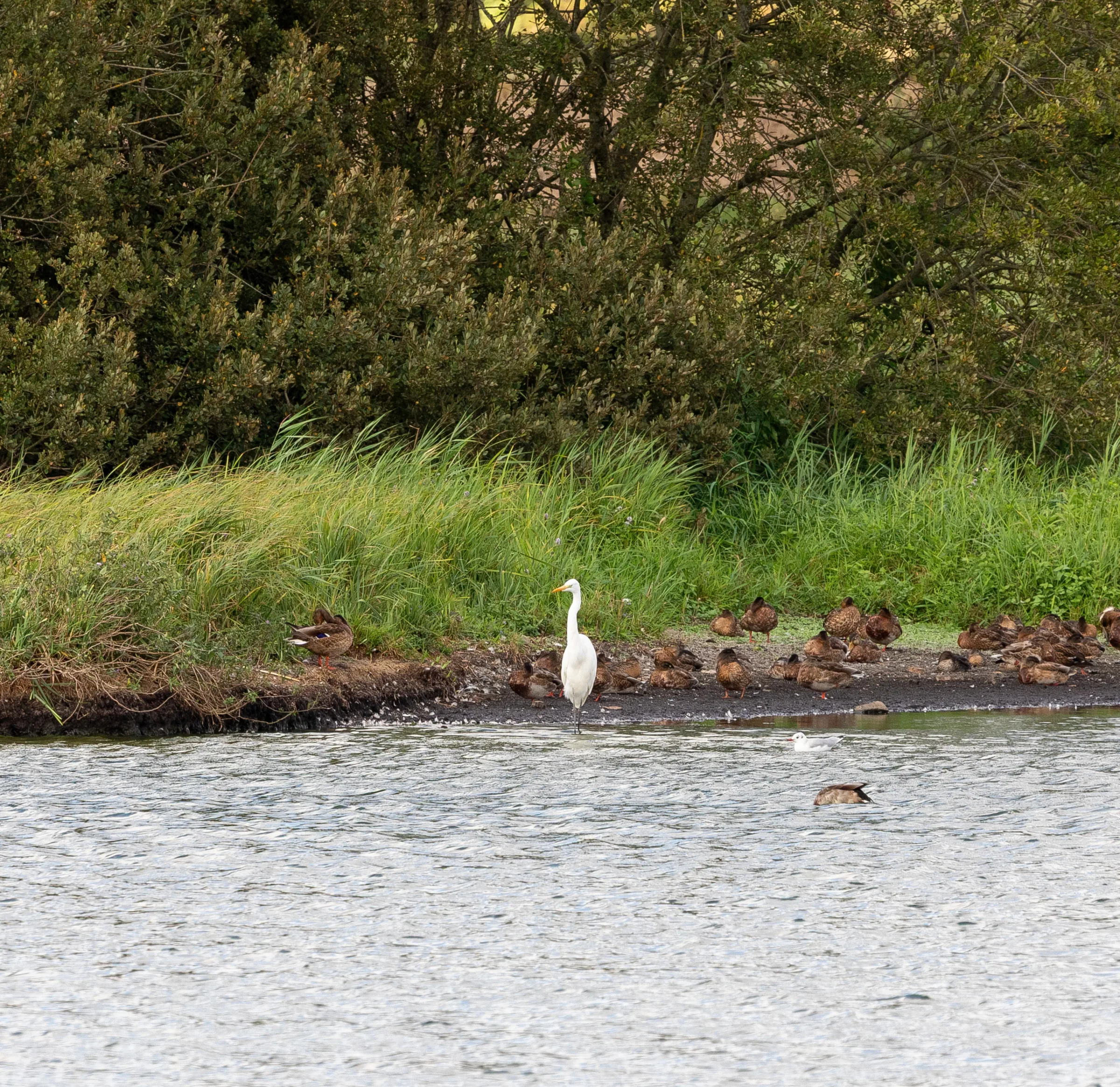 Silberreiher (Ardea alba)