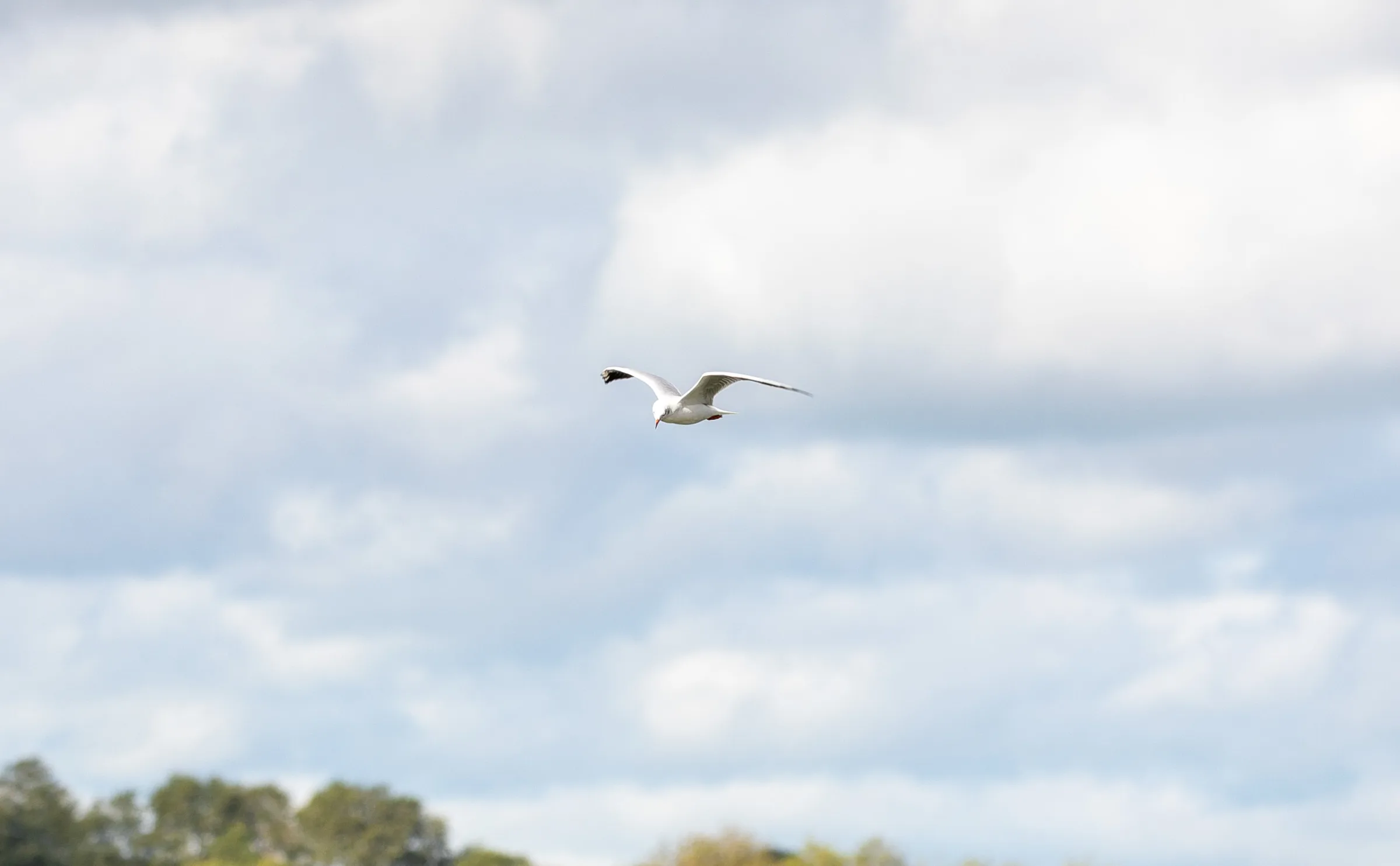 Lachmöwe (Chroicocephalus ridibundus)