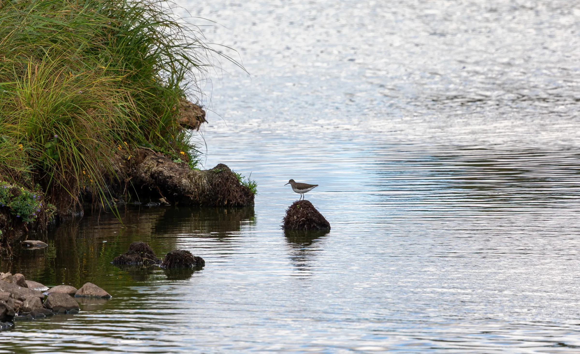 Flussuferläufer (Actitis hypoleucos)