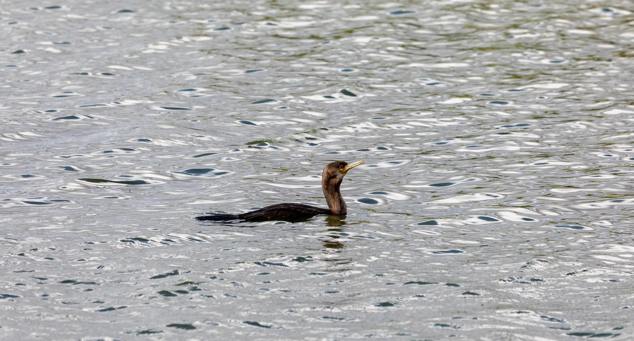 Kormoran (Phalacrocorax carbo)