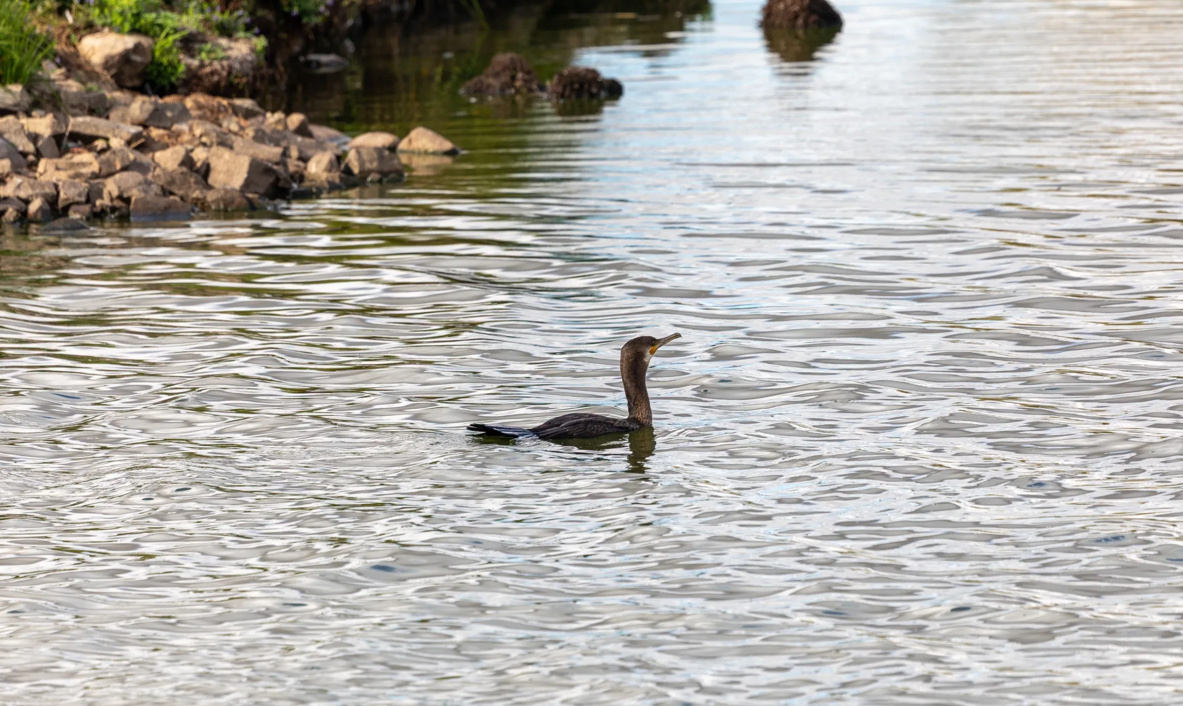 Kormoran (Phalacrocorax carbo)
