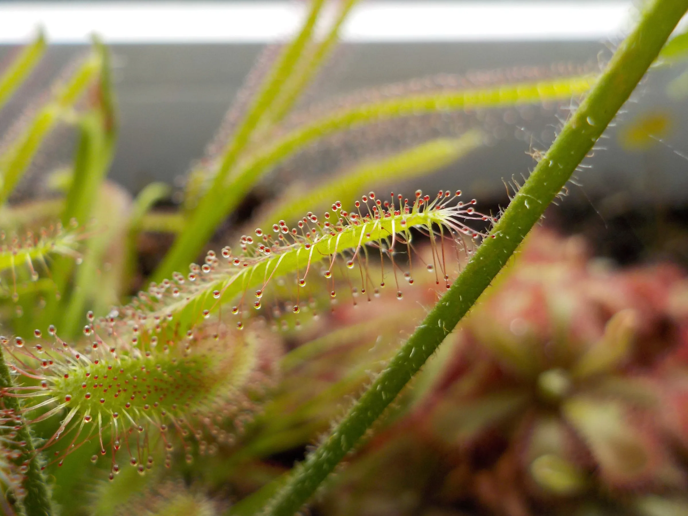 Sonnentau (Drosera)