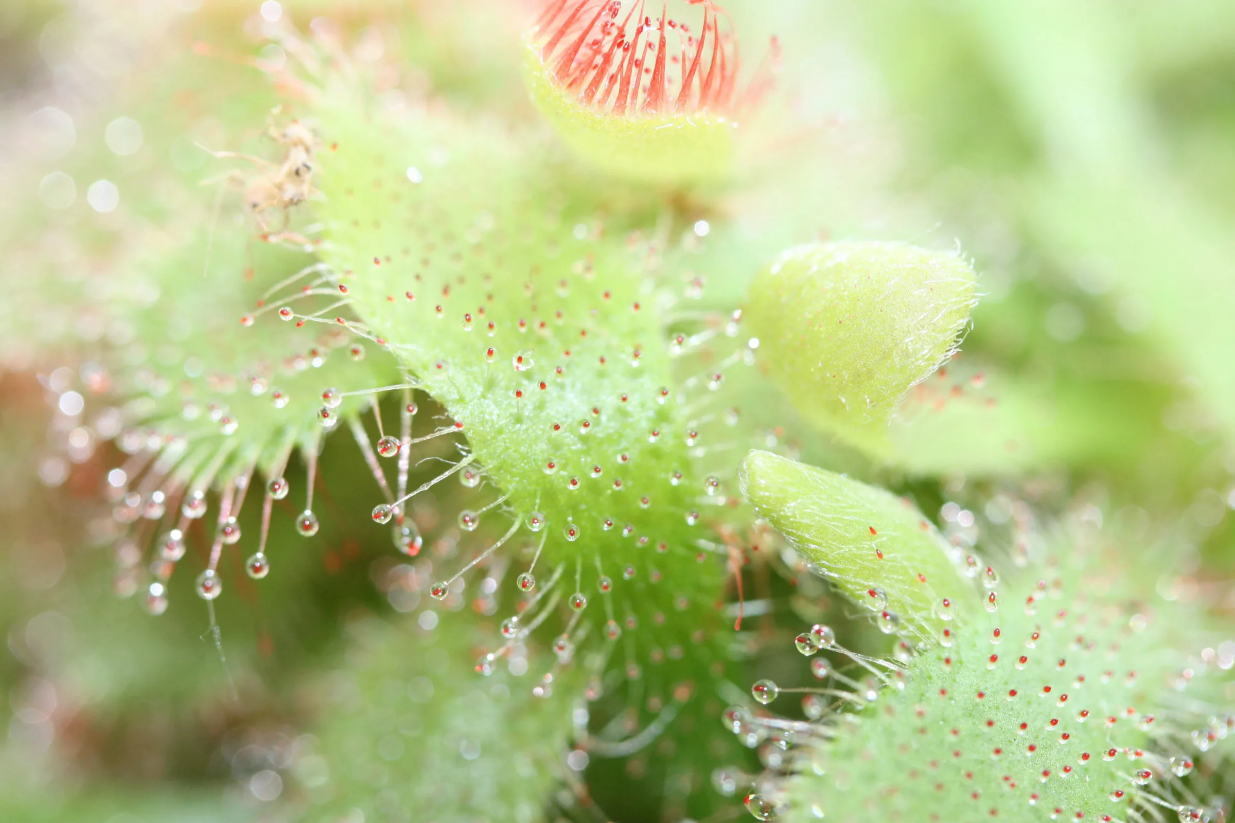 Sonnentau (Drosera)