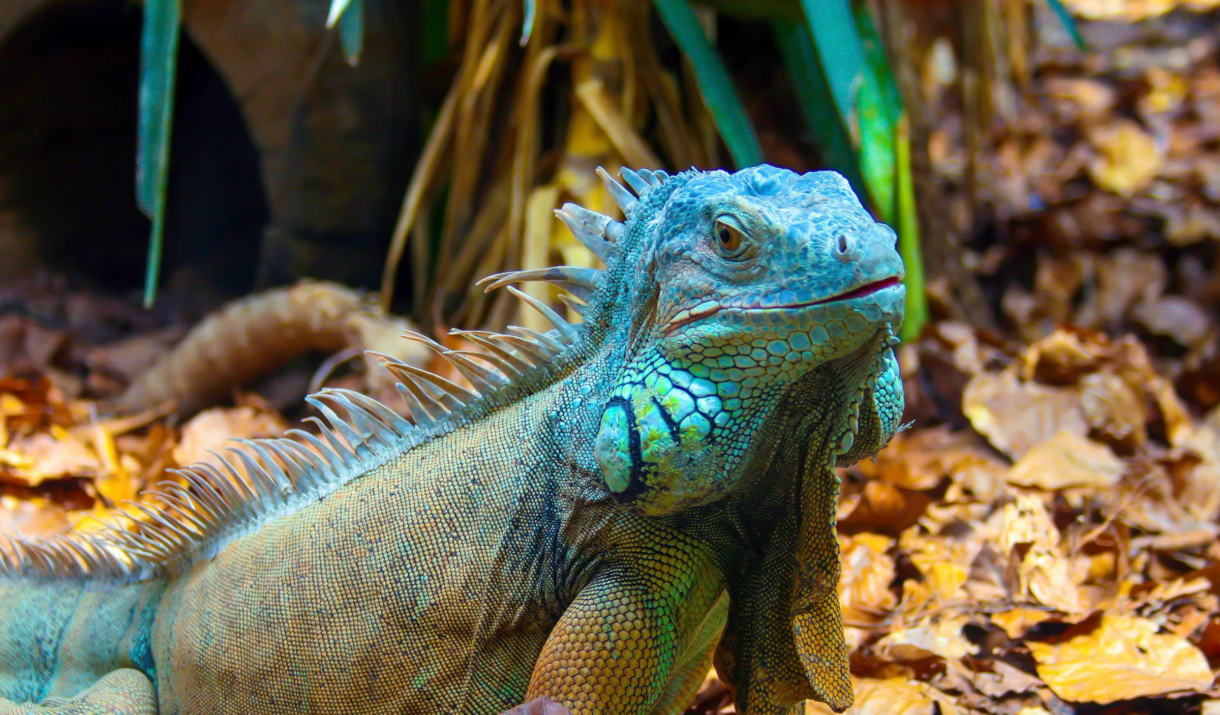 Grüner Leguan (Iguana iguana)