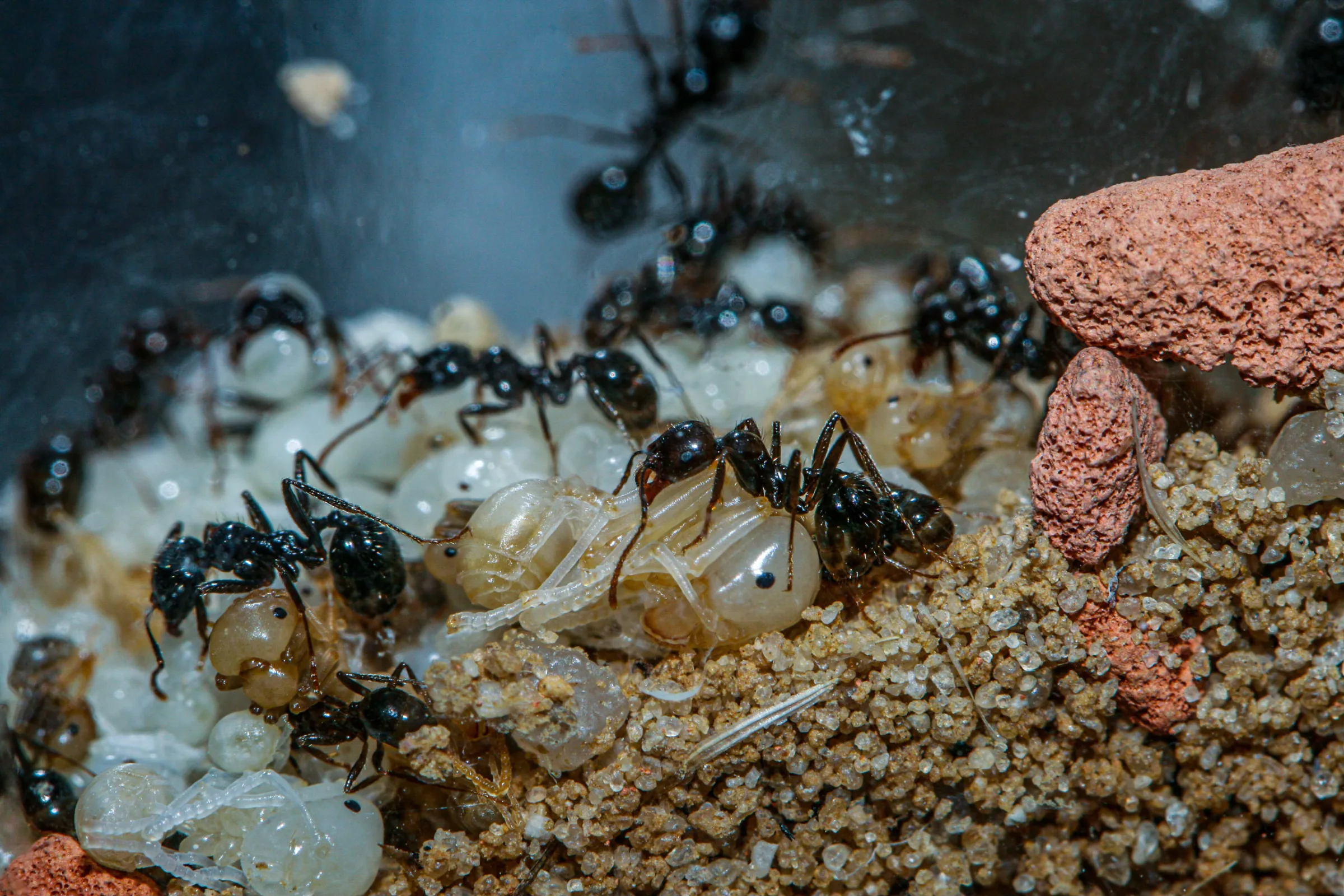 Ernteameise (Messor barbarus)