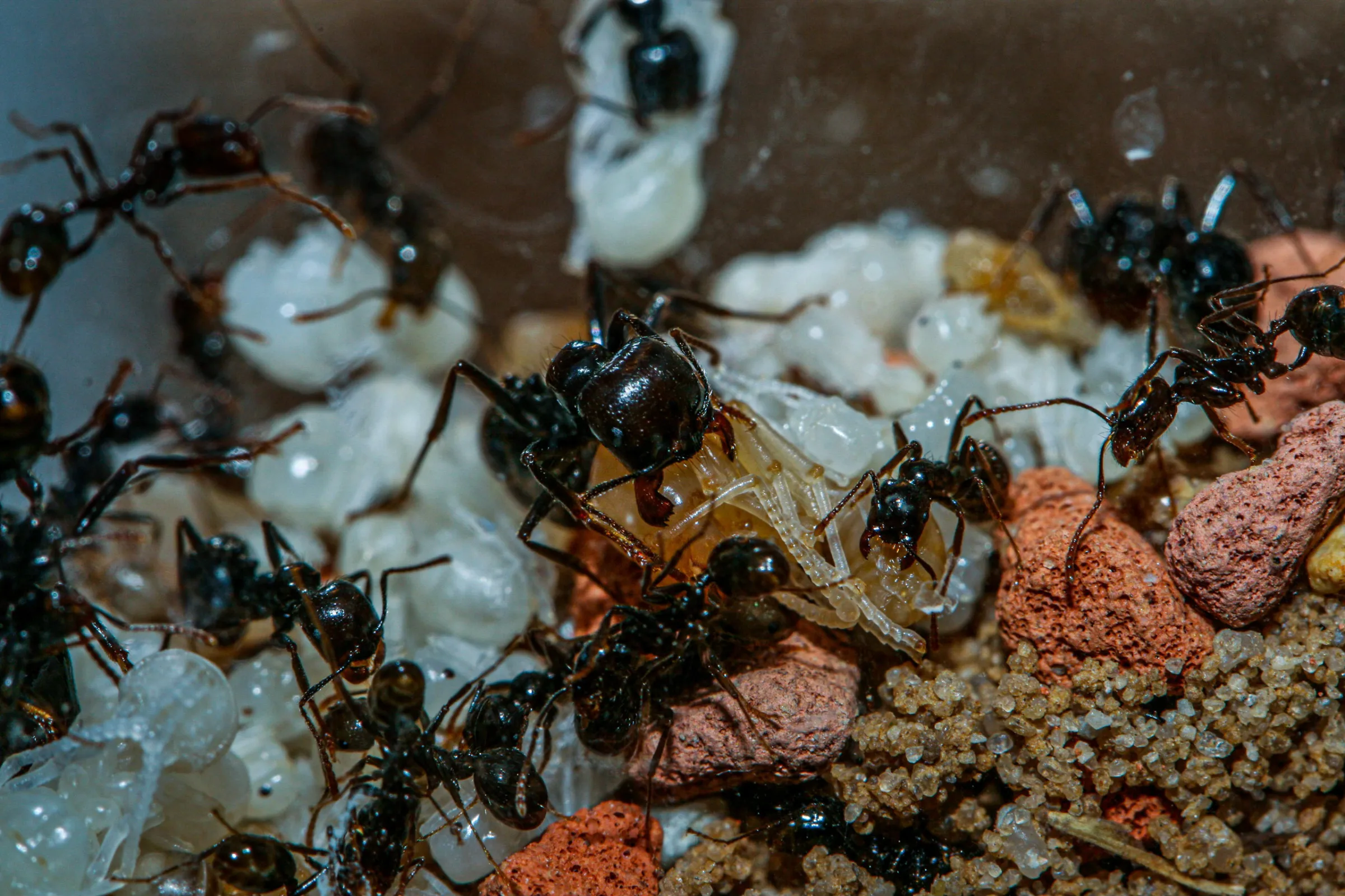 Ernteameise (Messor barbarus)