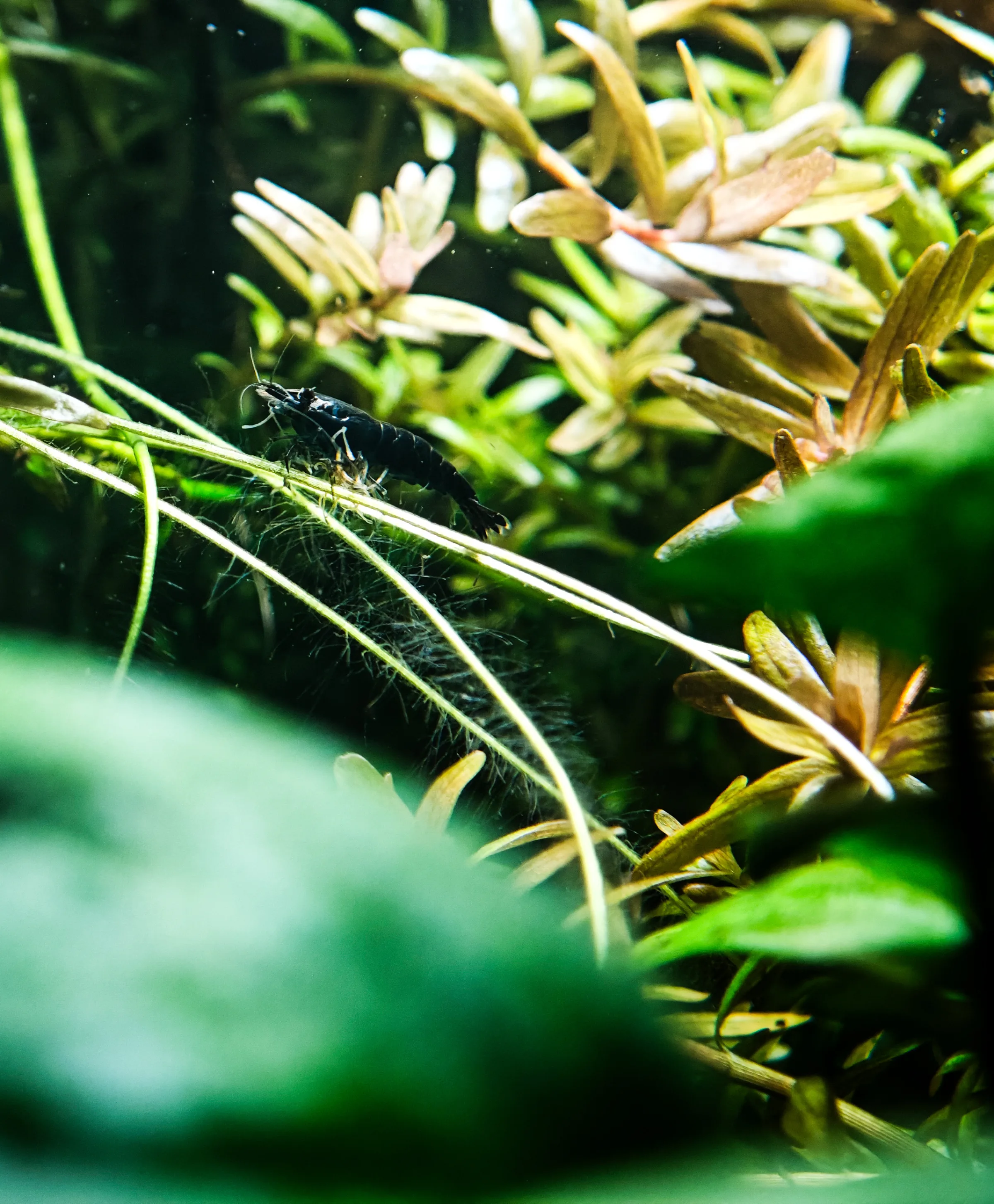 Zwerggarnele (Neocaridina)