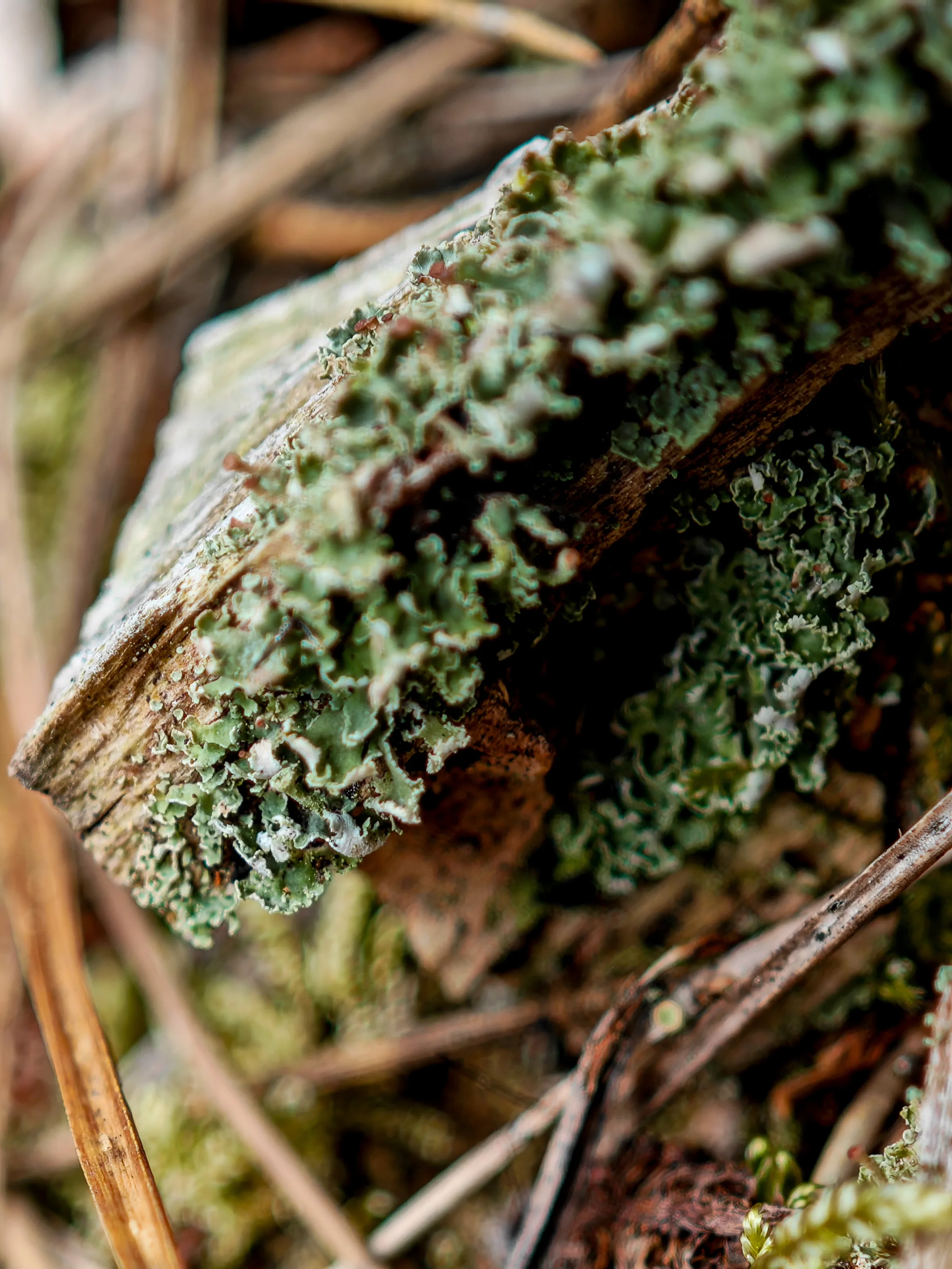 Becherflechte (Cladonia)