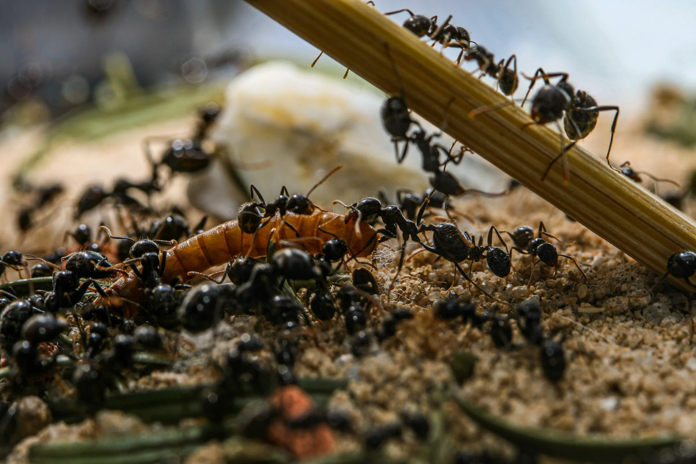 Ernteameise (Messor barbarus)