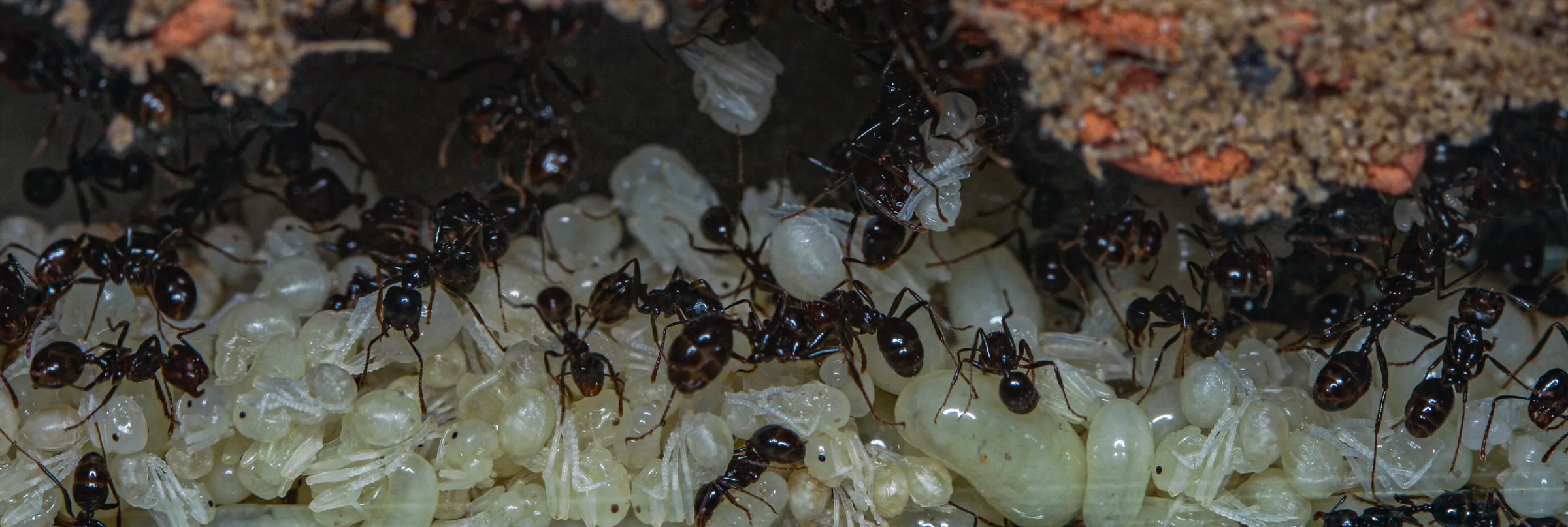 Ernteameise (Messor barbarus)