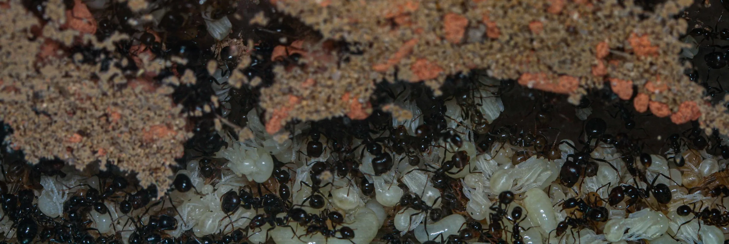 Ernteameise (Messor barbarus)