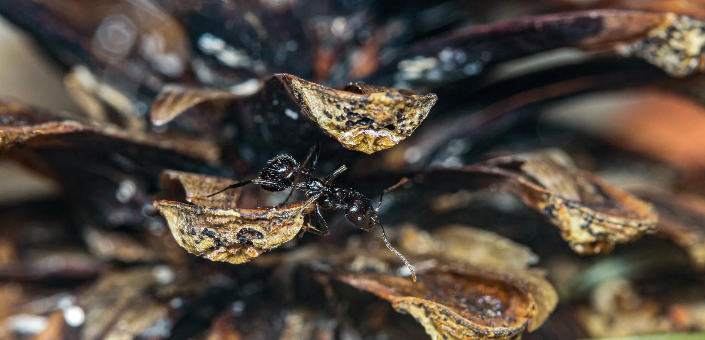 Ernteameise (Messor barbarus)