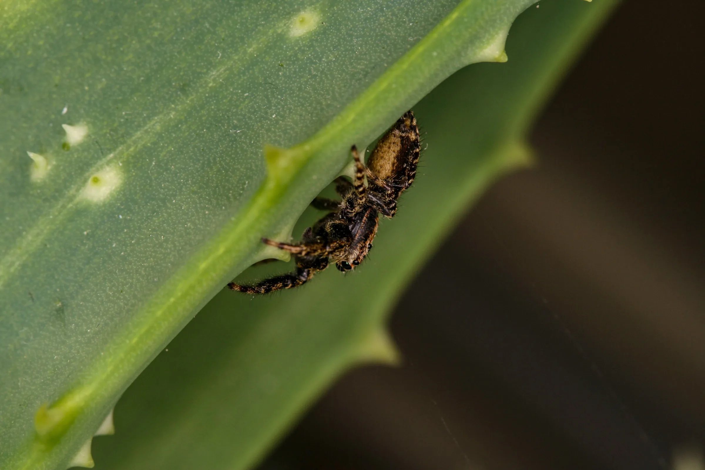 Springspinne (Salticidae)