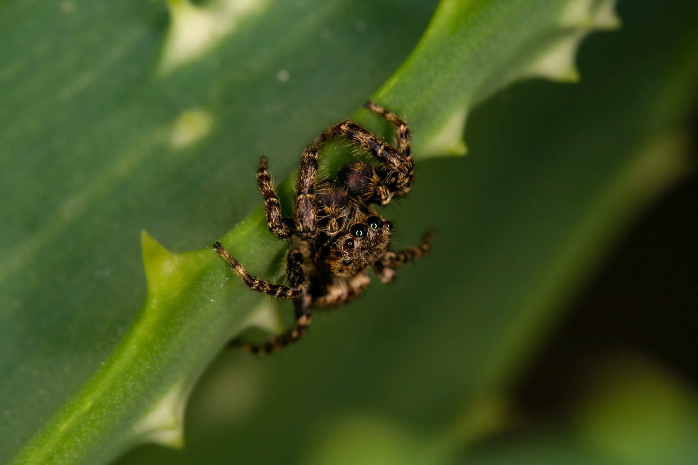Springspinne (Salticidae)