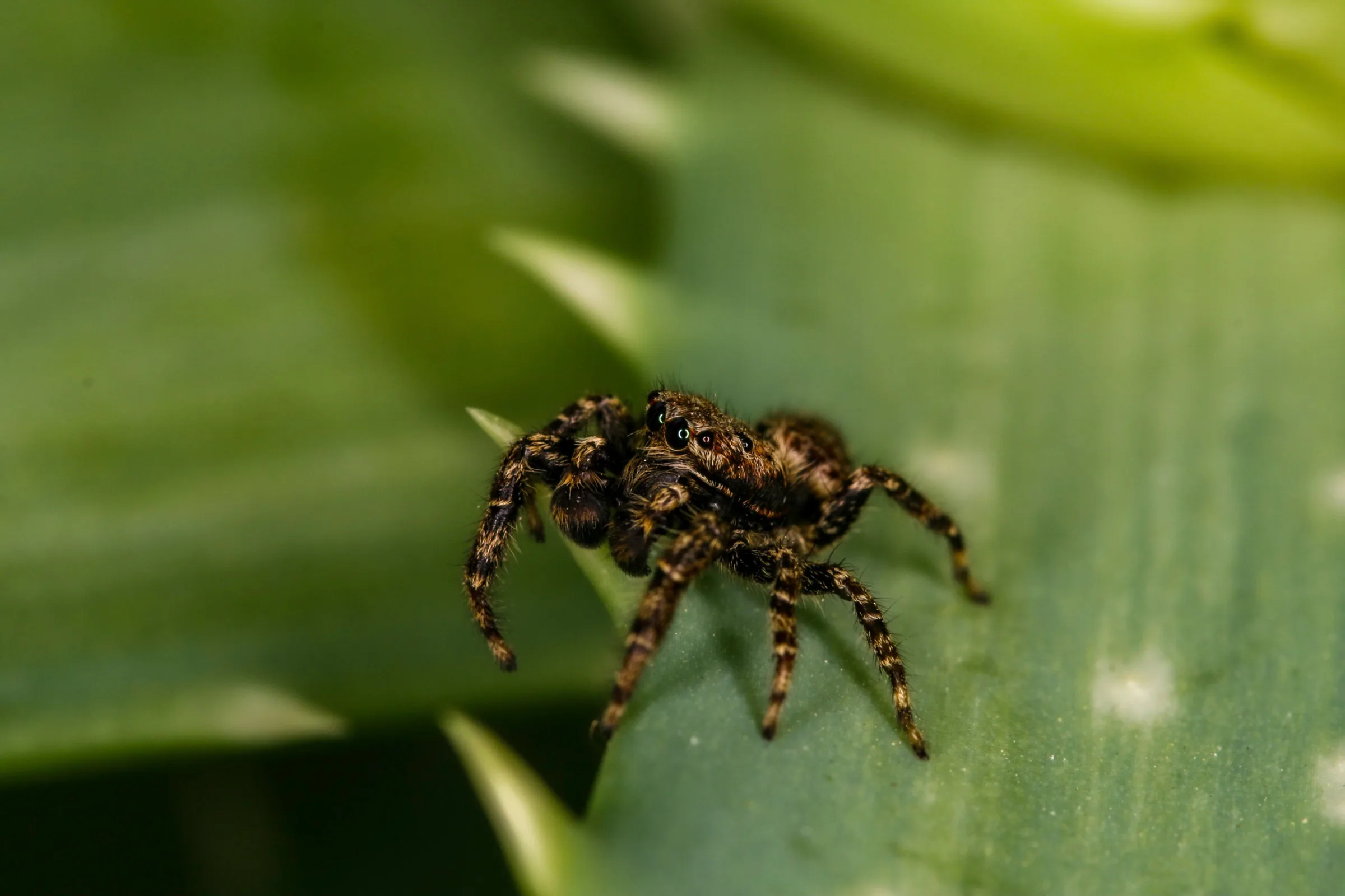 Springspinne (Salticidae)
