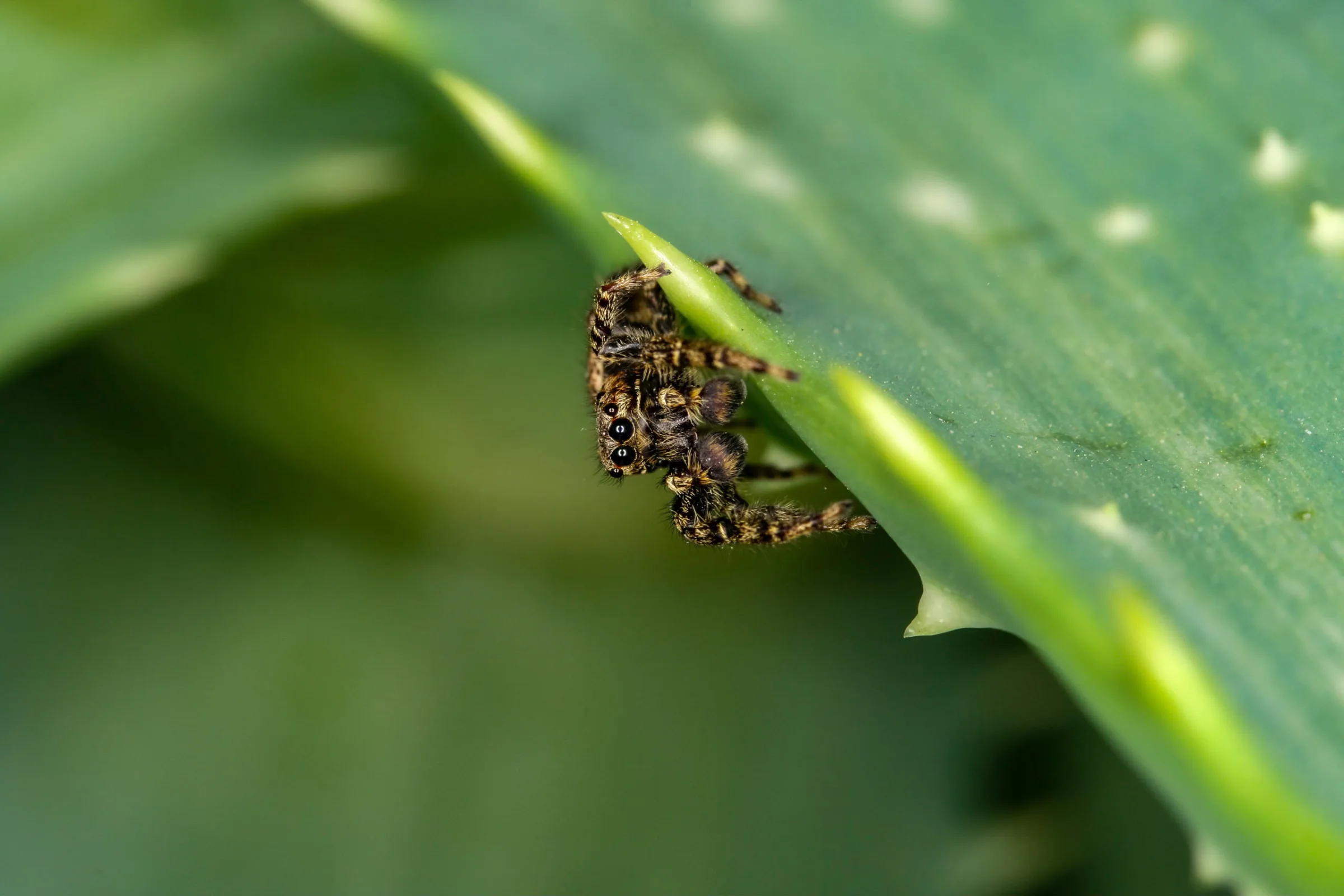 Springspinne (Salticidae)