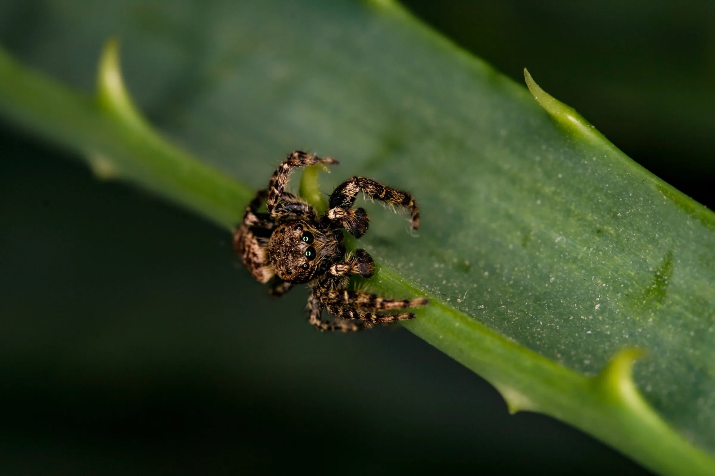 Springspinne (Salticidae)