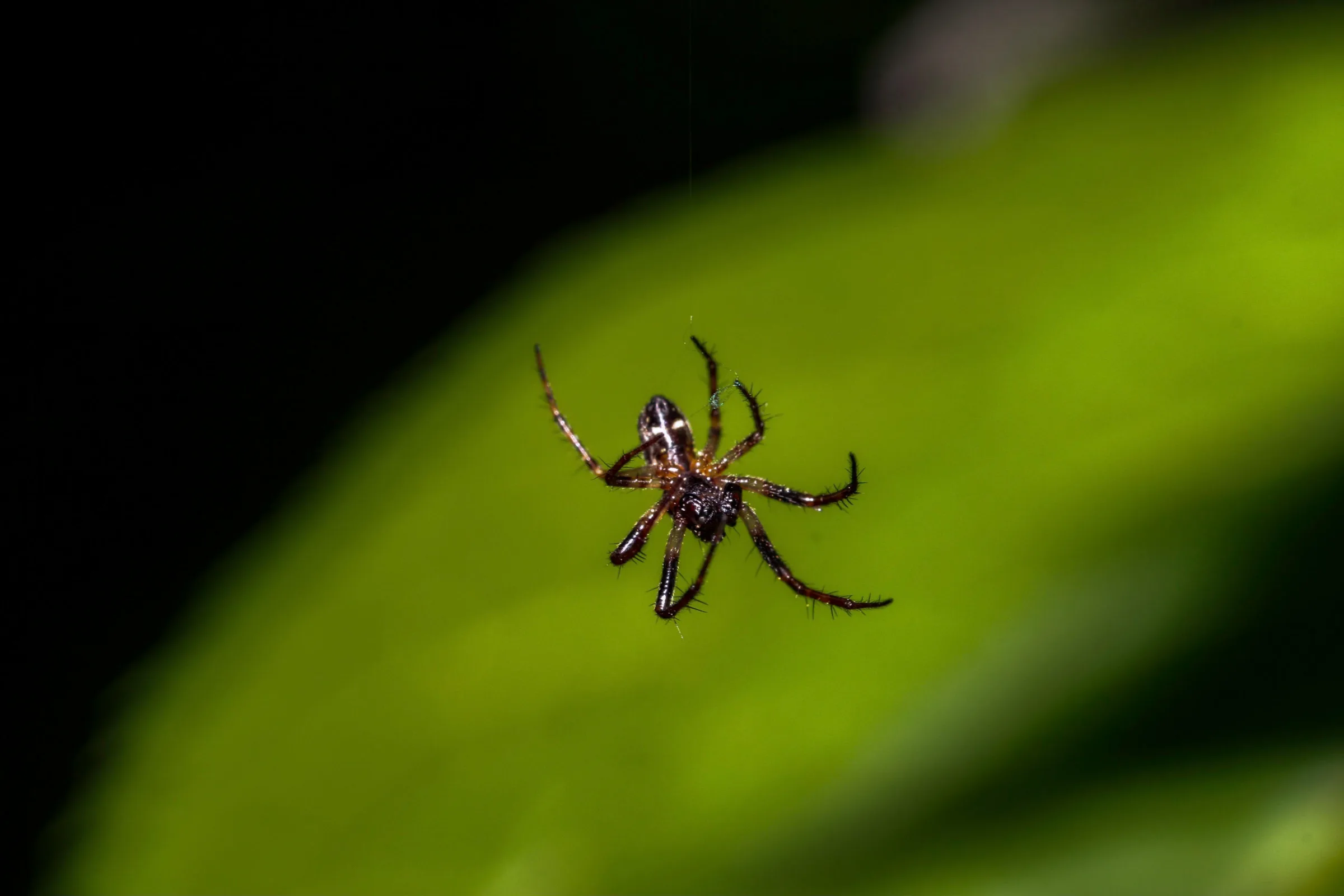 Spinne (Araneae)