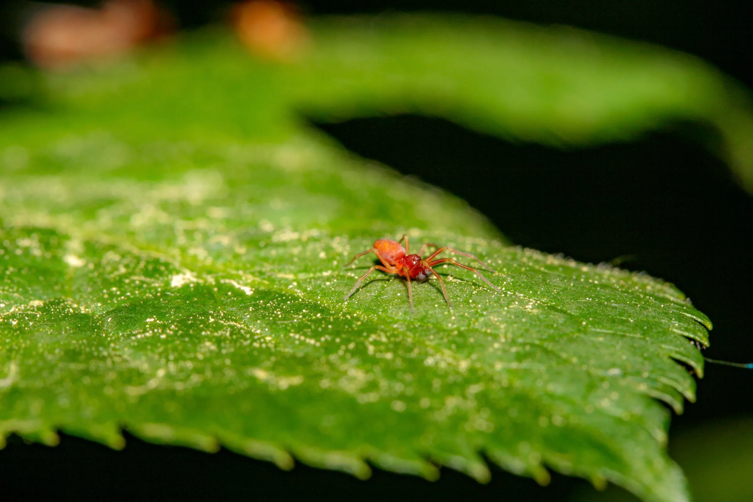 Spinne (Araneae)