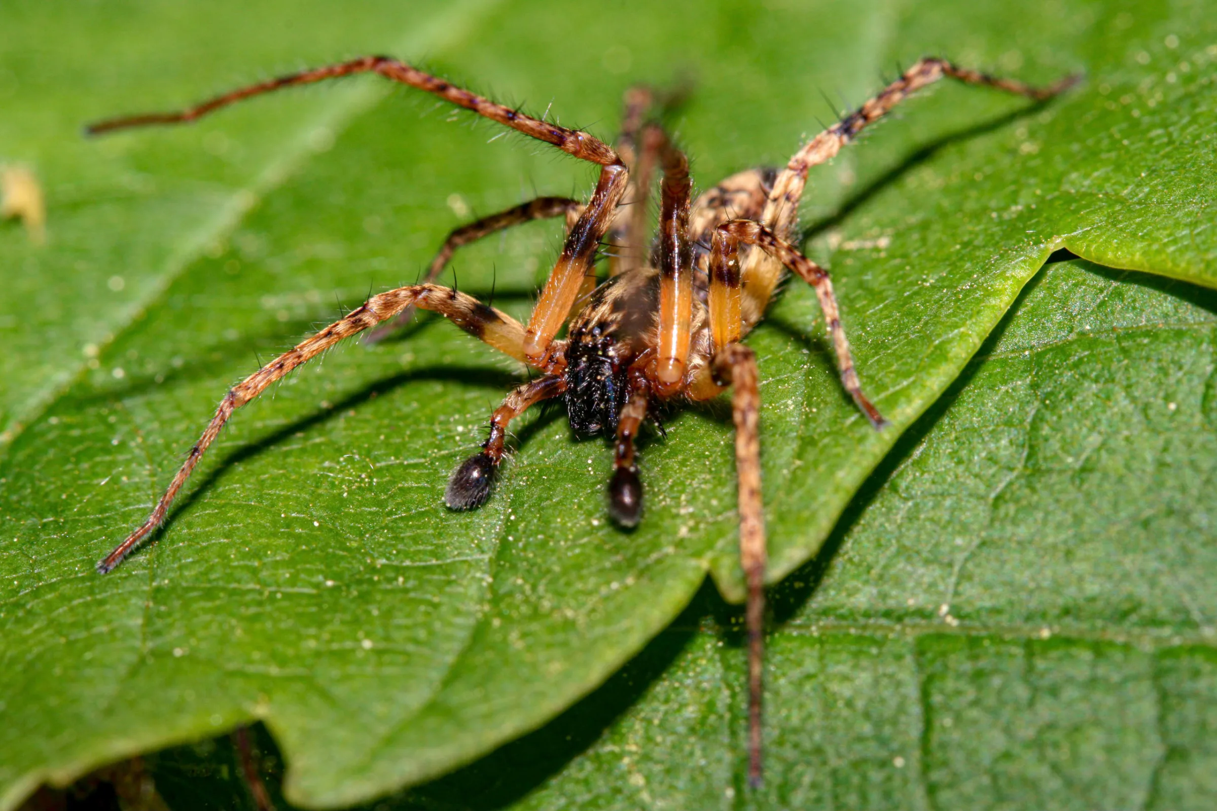 Spinne (Araneae)