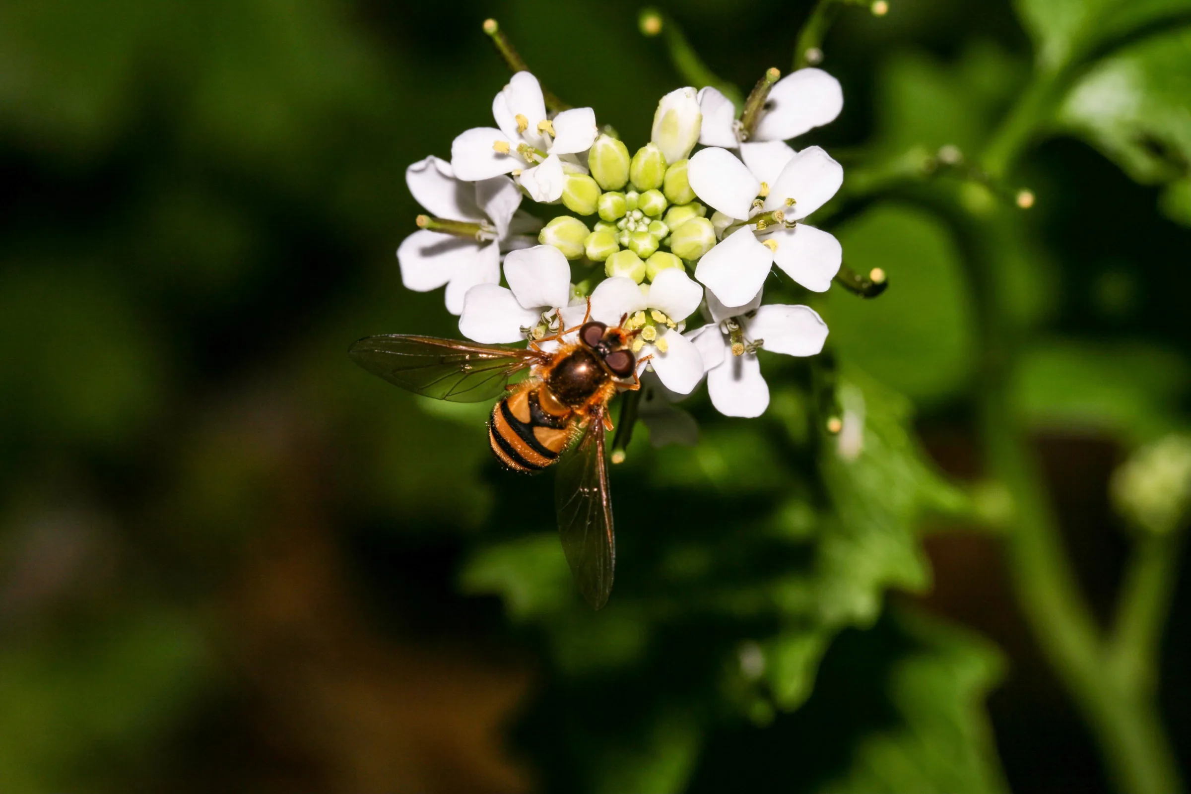 Hainschwebfliege (Episyrphus balteatus)