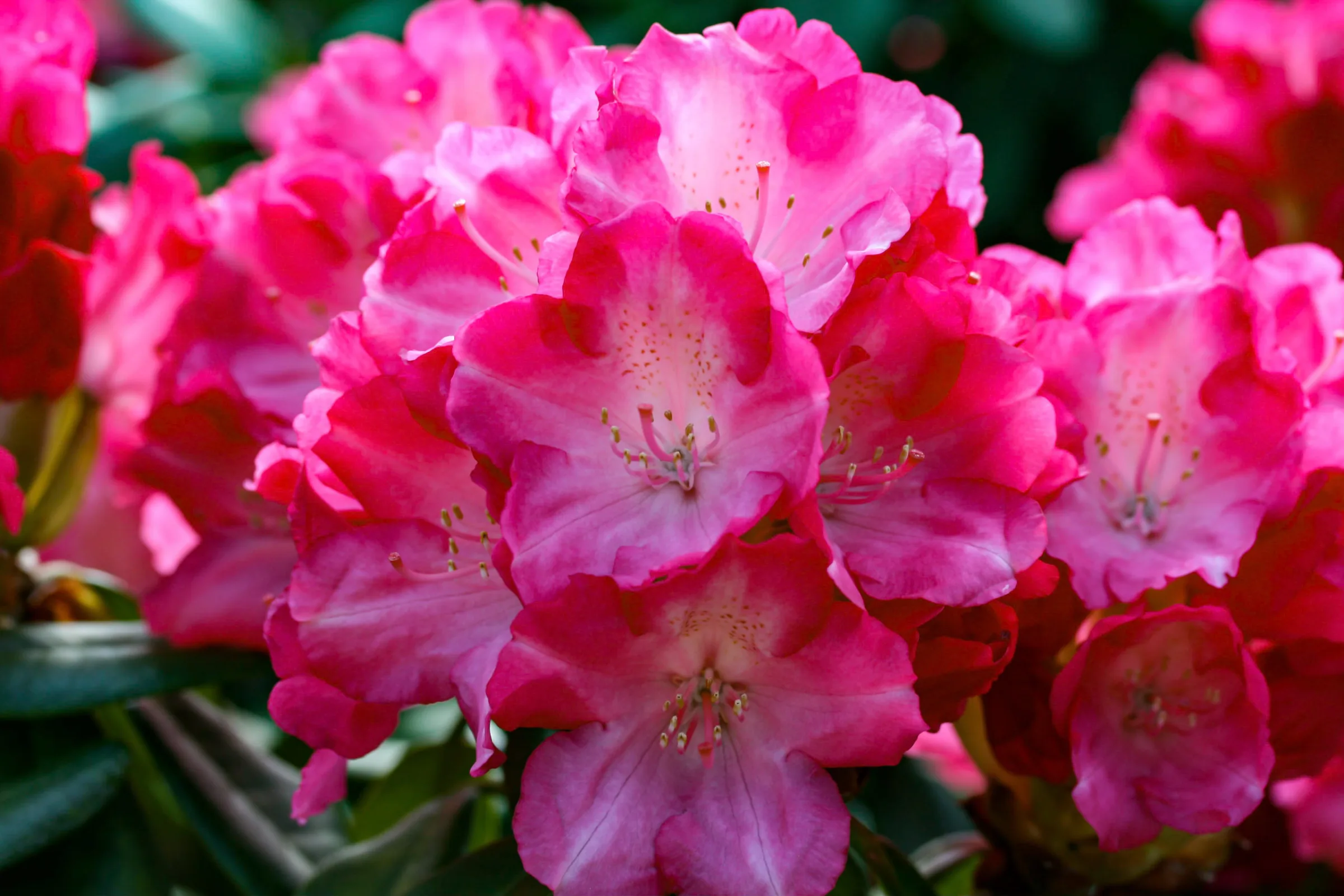 Rhododendron (Rhododendron)