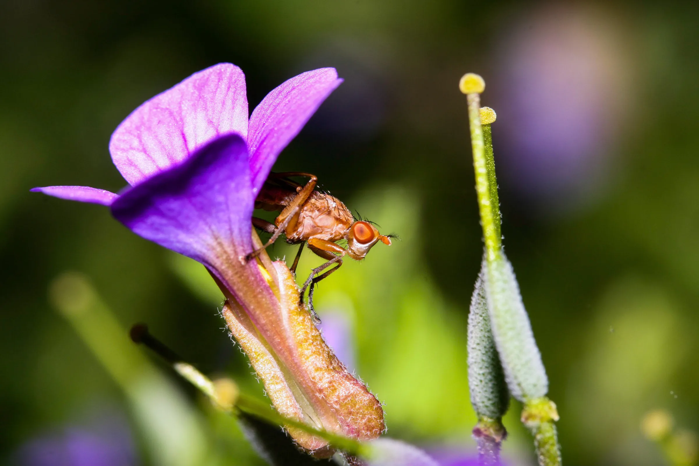 Fliege (Brachycera)