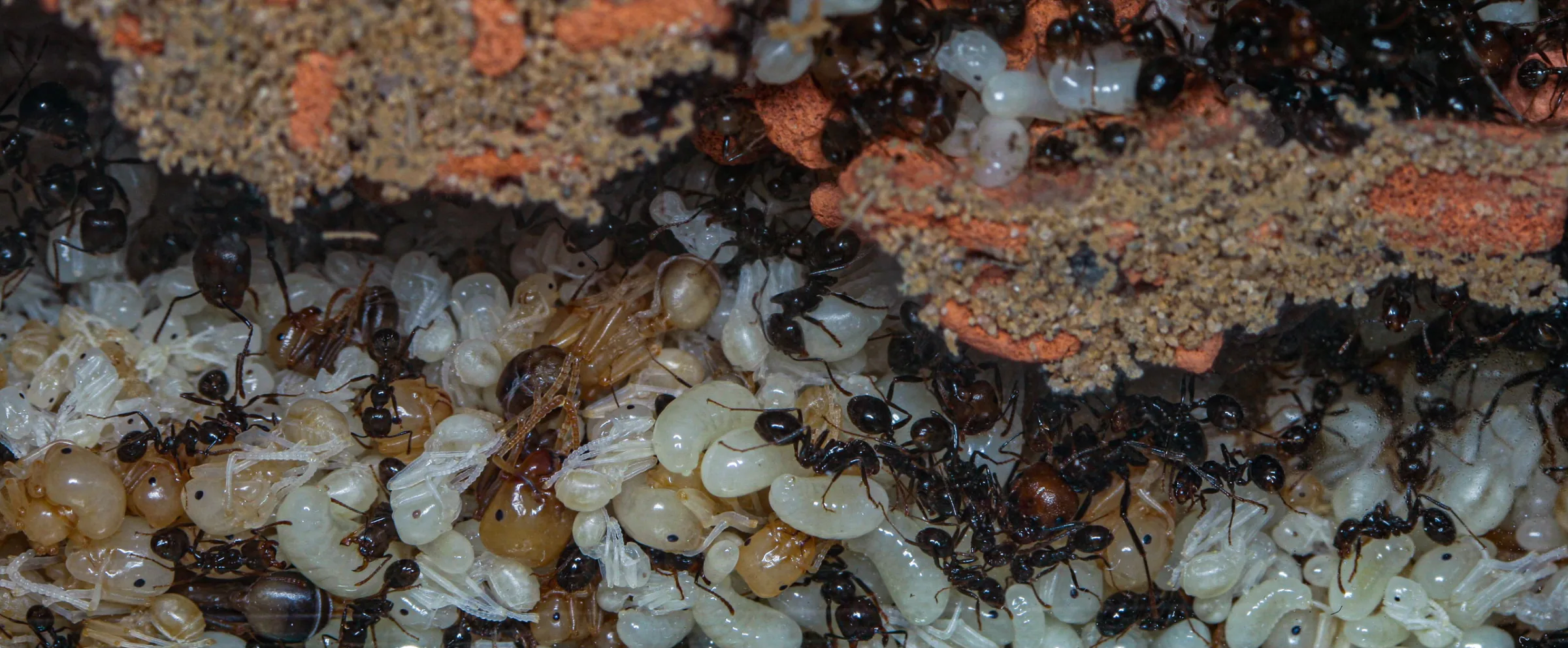 Ernteameise (Messor barbarus)