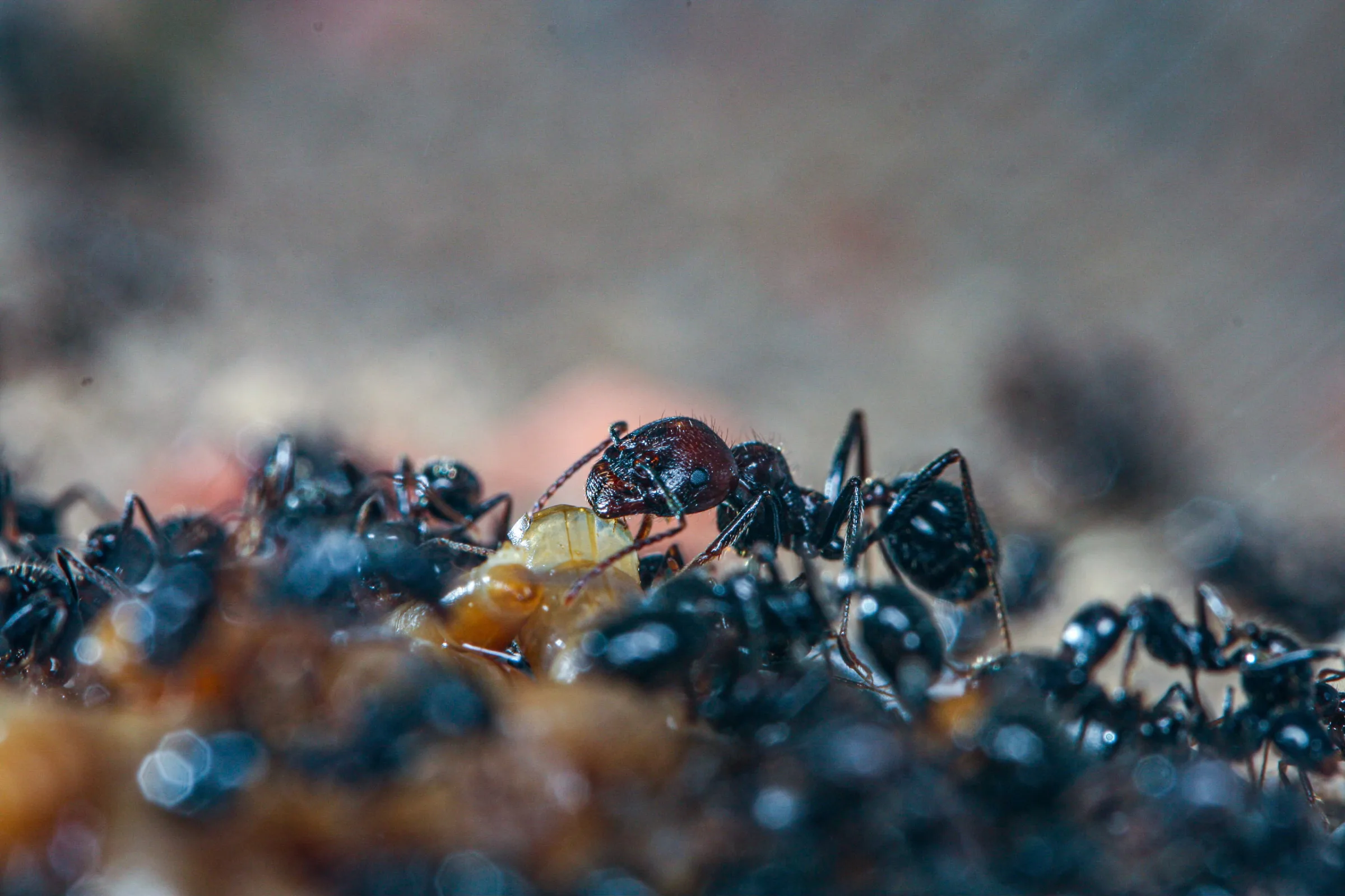 Ernteameise (Messor barbarus)