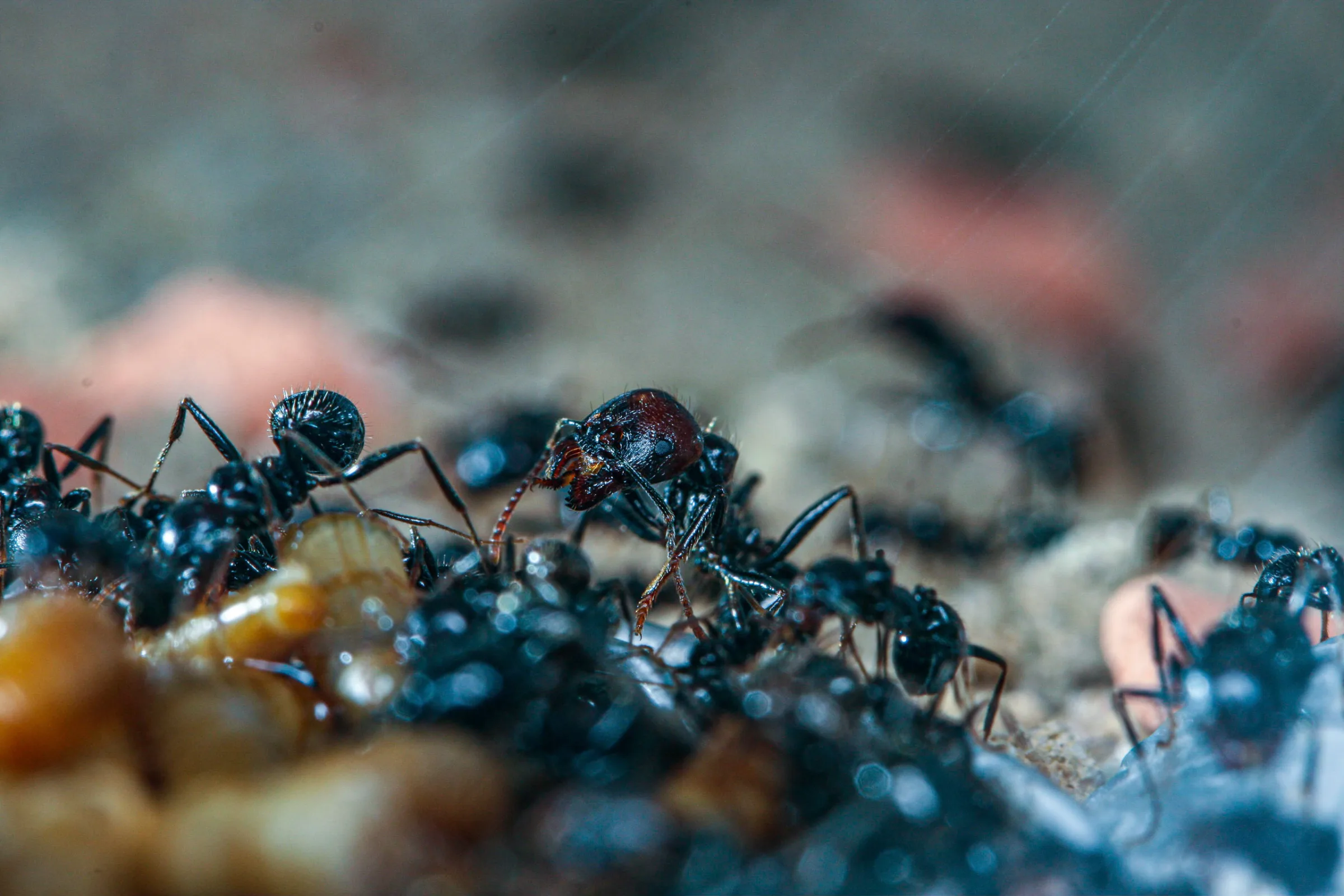 Ernteameise (Messor barbarus)