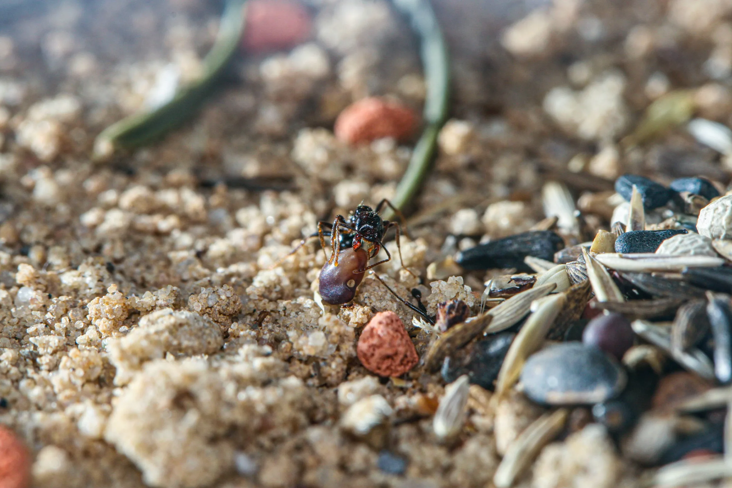 Ernteameise (Messor barbarus)