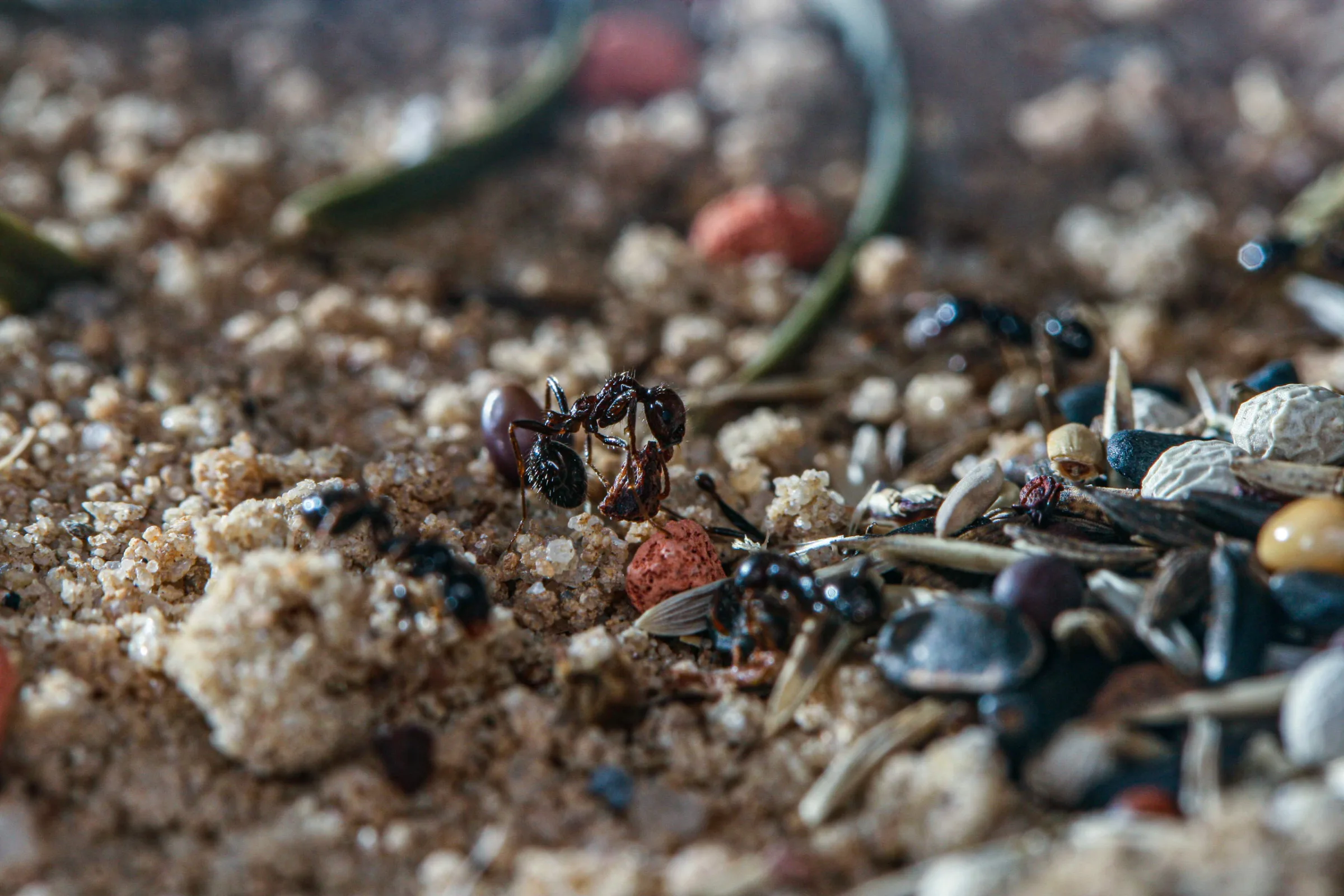 Ernteameise (Messor barbarus)