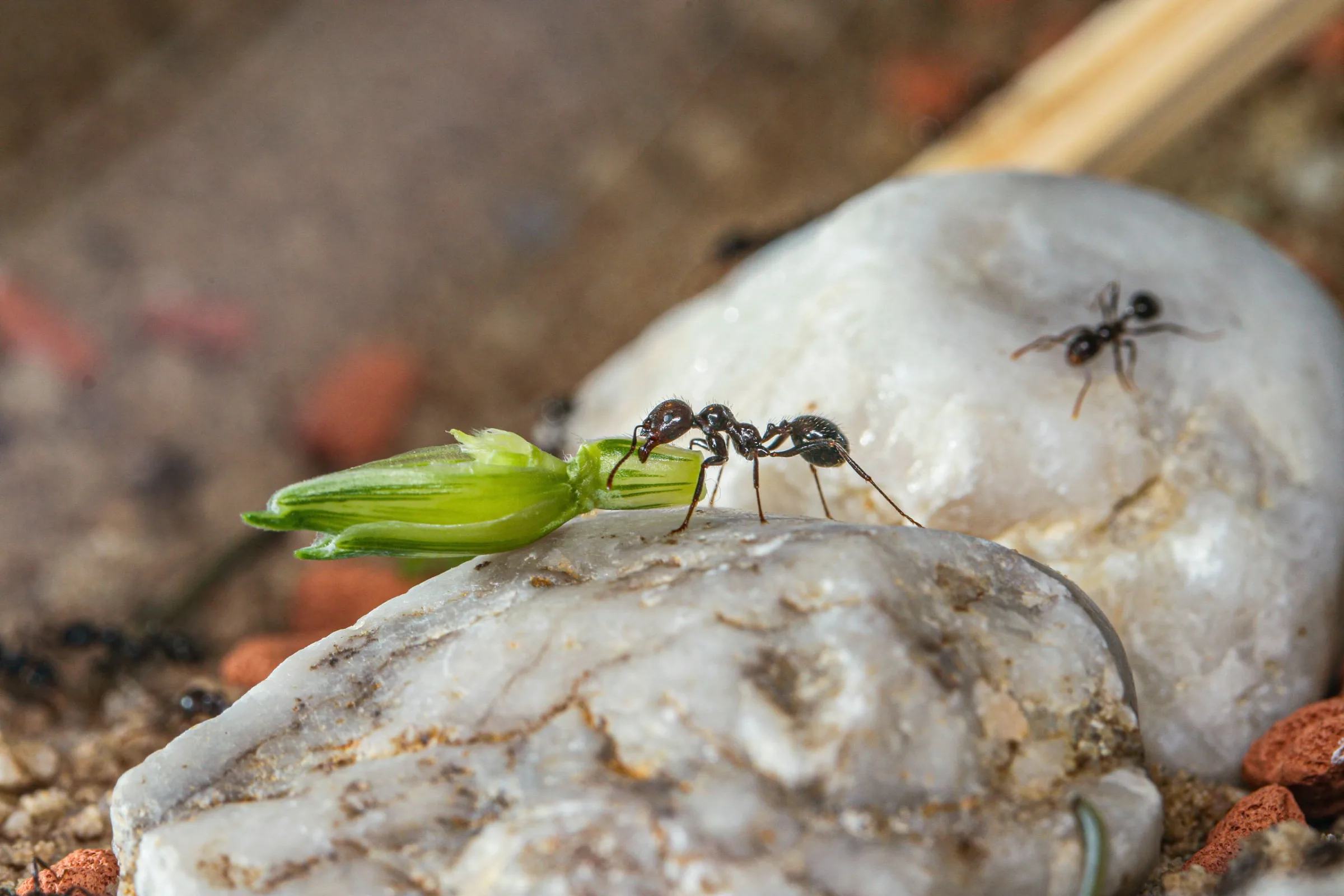 Ernteameise (Messor barbarus)