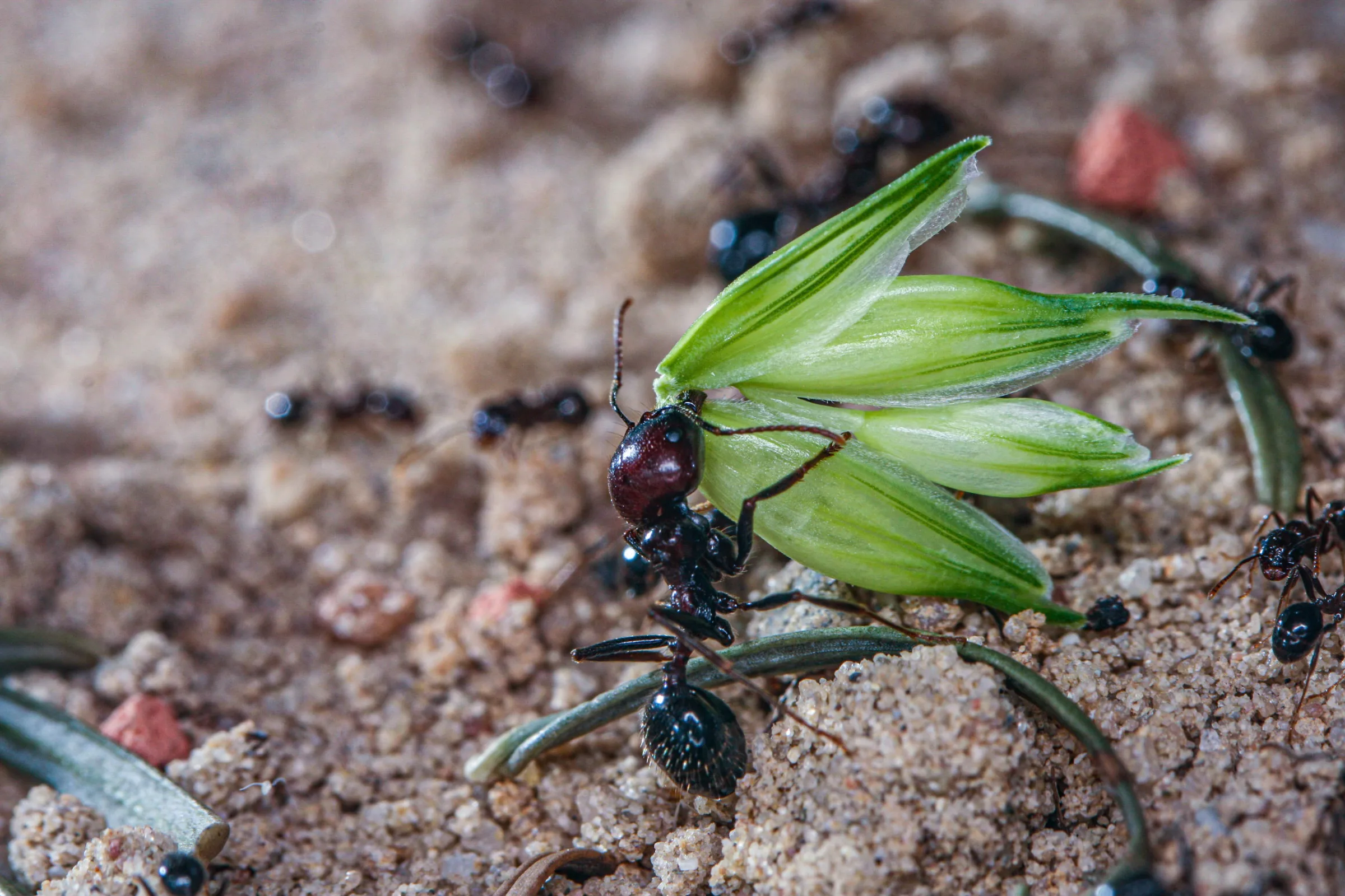 Ernteameise (Messor barbarus)