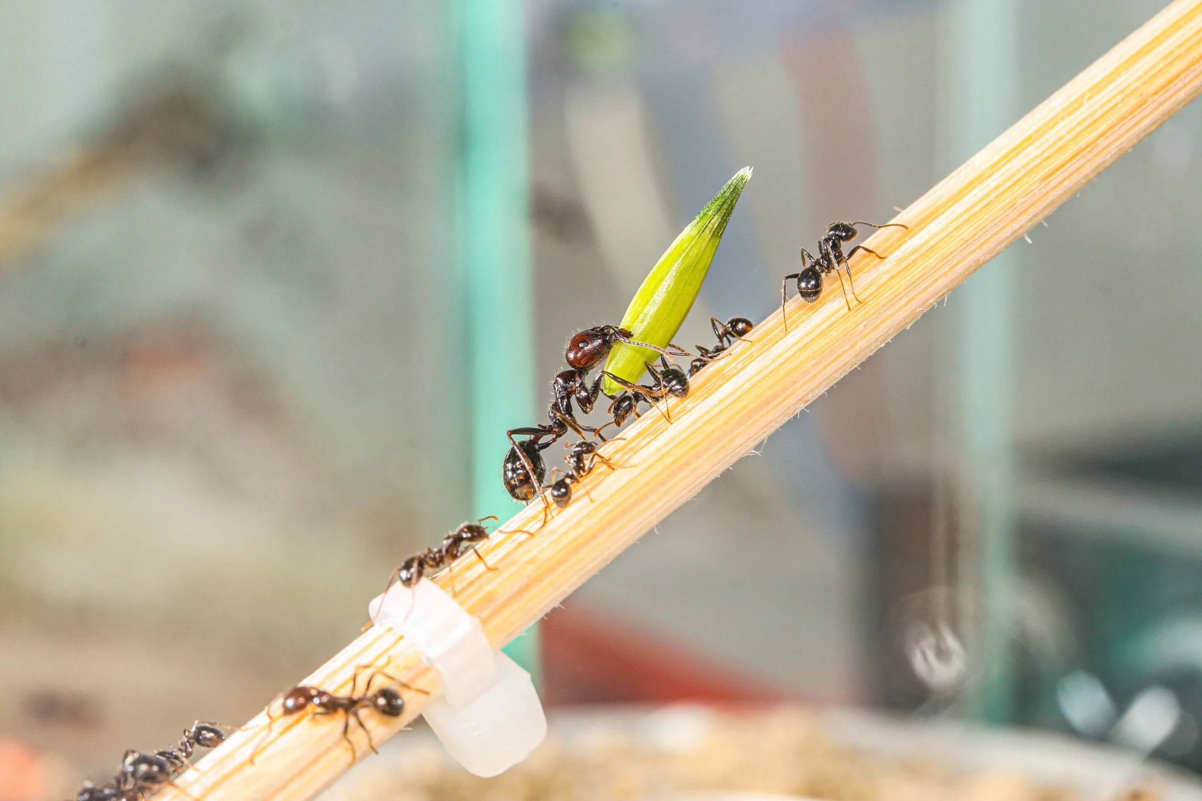 Ernteameise (Messor barbarus)