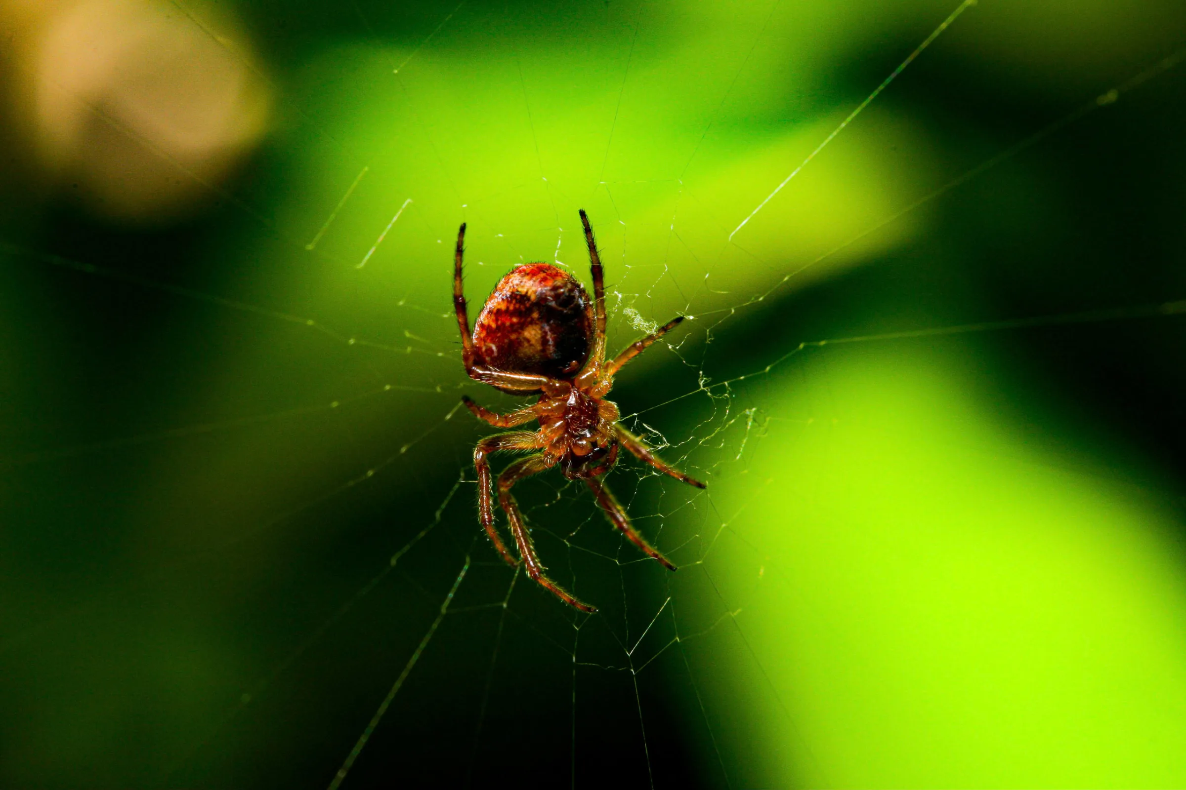 Radnetzspinne (Araneidae)