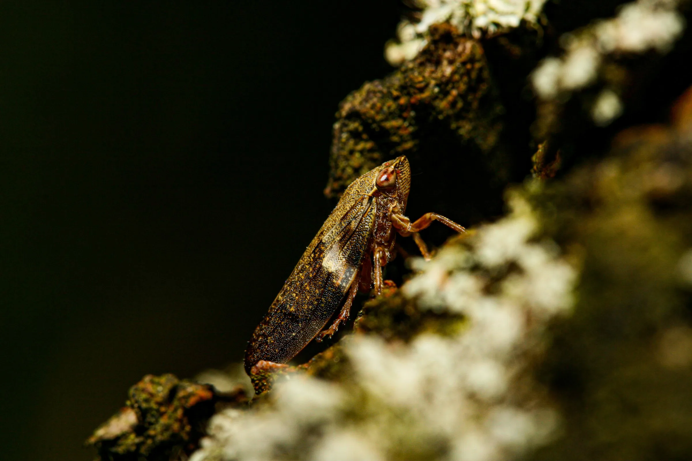 Schaumzikade (Aphrophoridae)